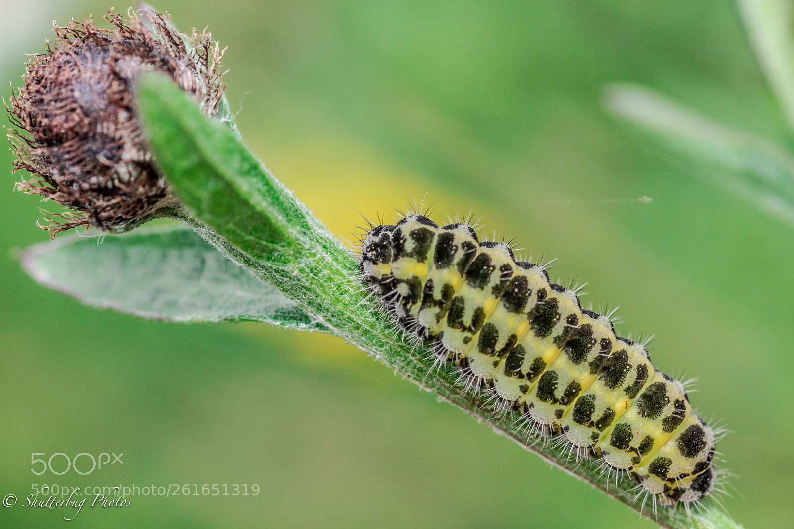 Canon EOS 80D sample photo. Caterpillar photography