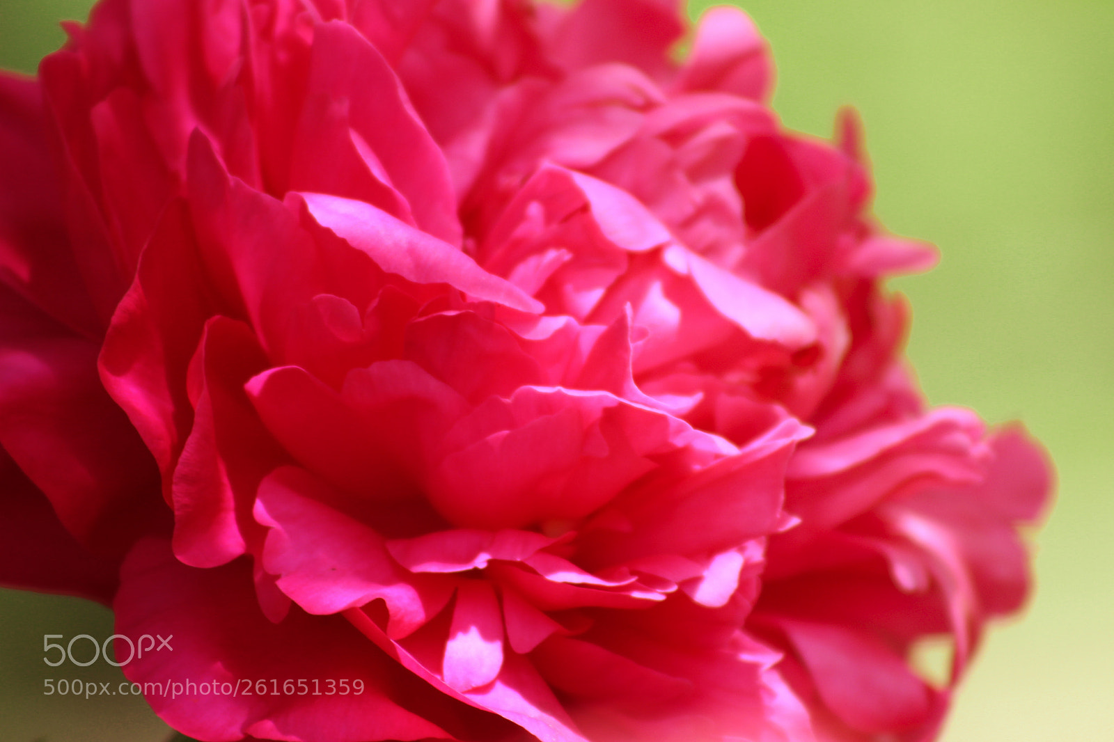 Canon EOS 700D (EOS Rebel T5i / EOS Kiss X7i) sample photo. Pink flower photography