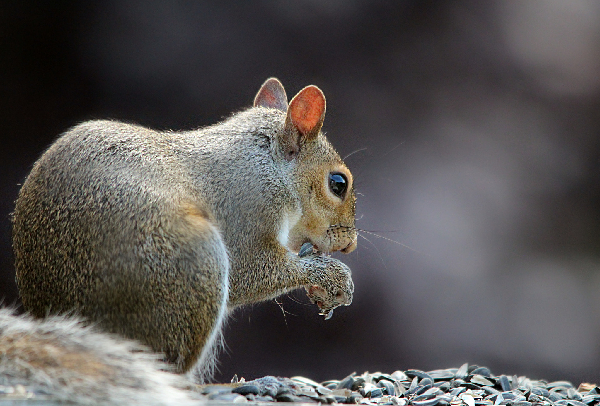 Sigma 150-500mm F5-6.3 DG OS HSM sample photo. Feast photography