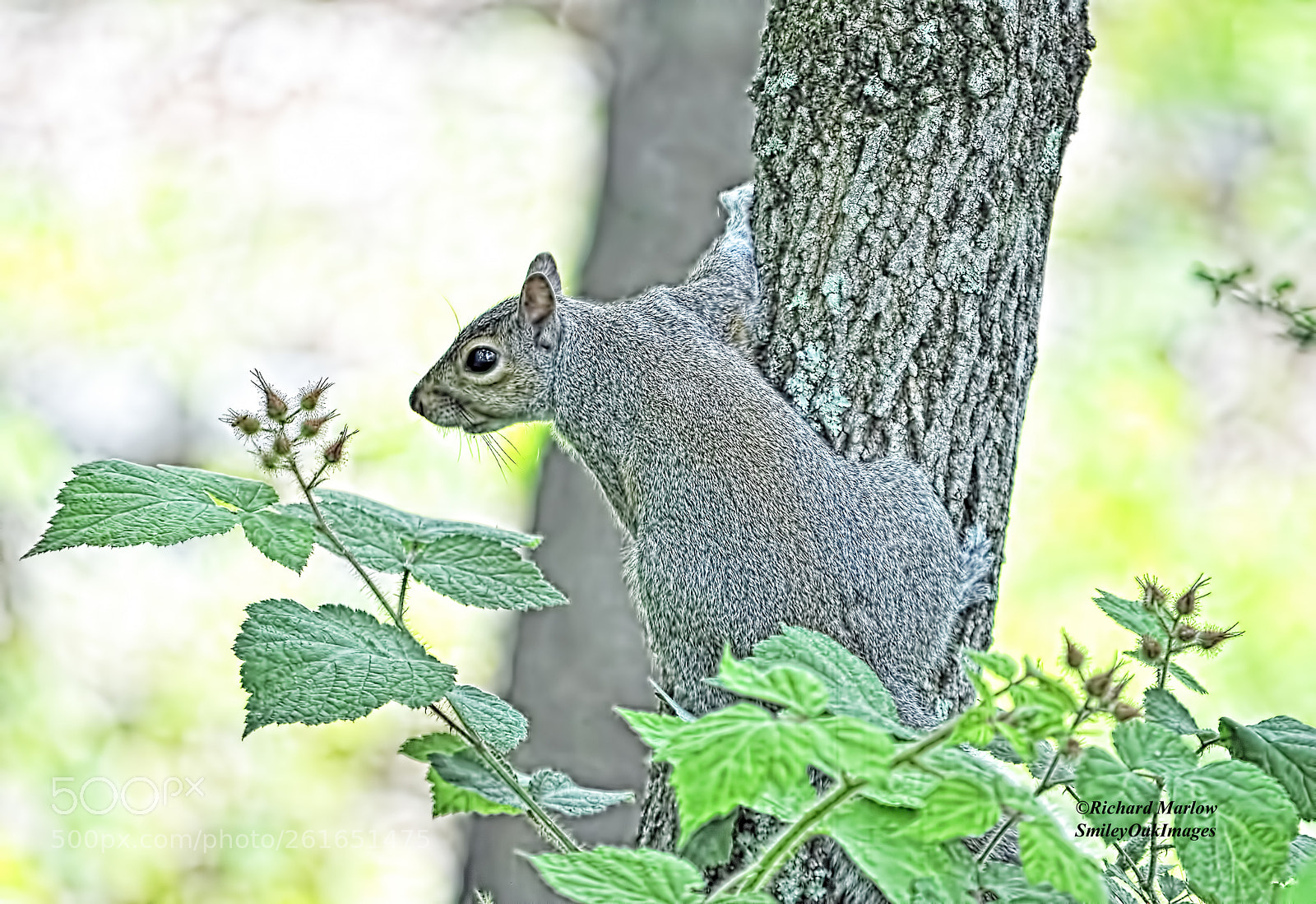 Nikon D5000 sample photo. Squirrel photography