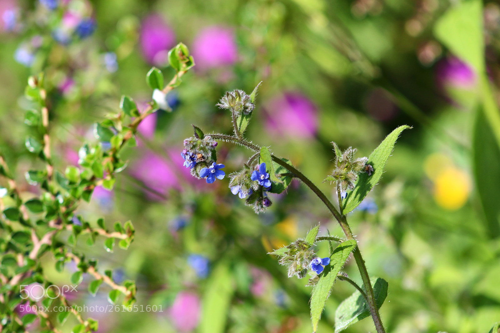Canon EOS 700D (EOS Rebel T5i / EOS Kiss X7i) sample photo. Little blue flowers photography