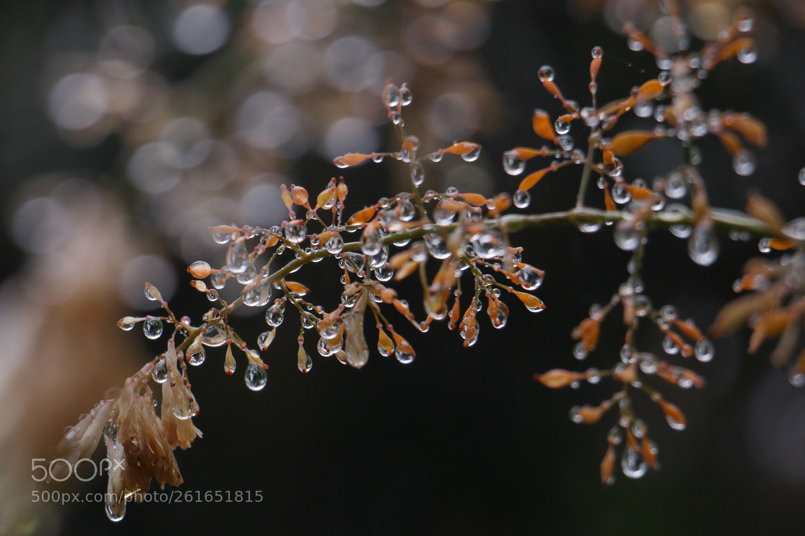 Canon EOS 70D sample photo. Untitled photography