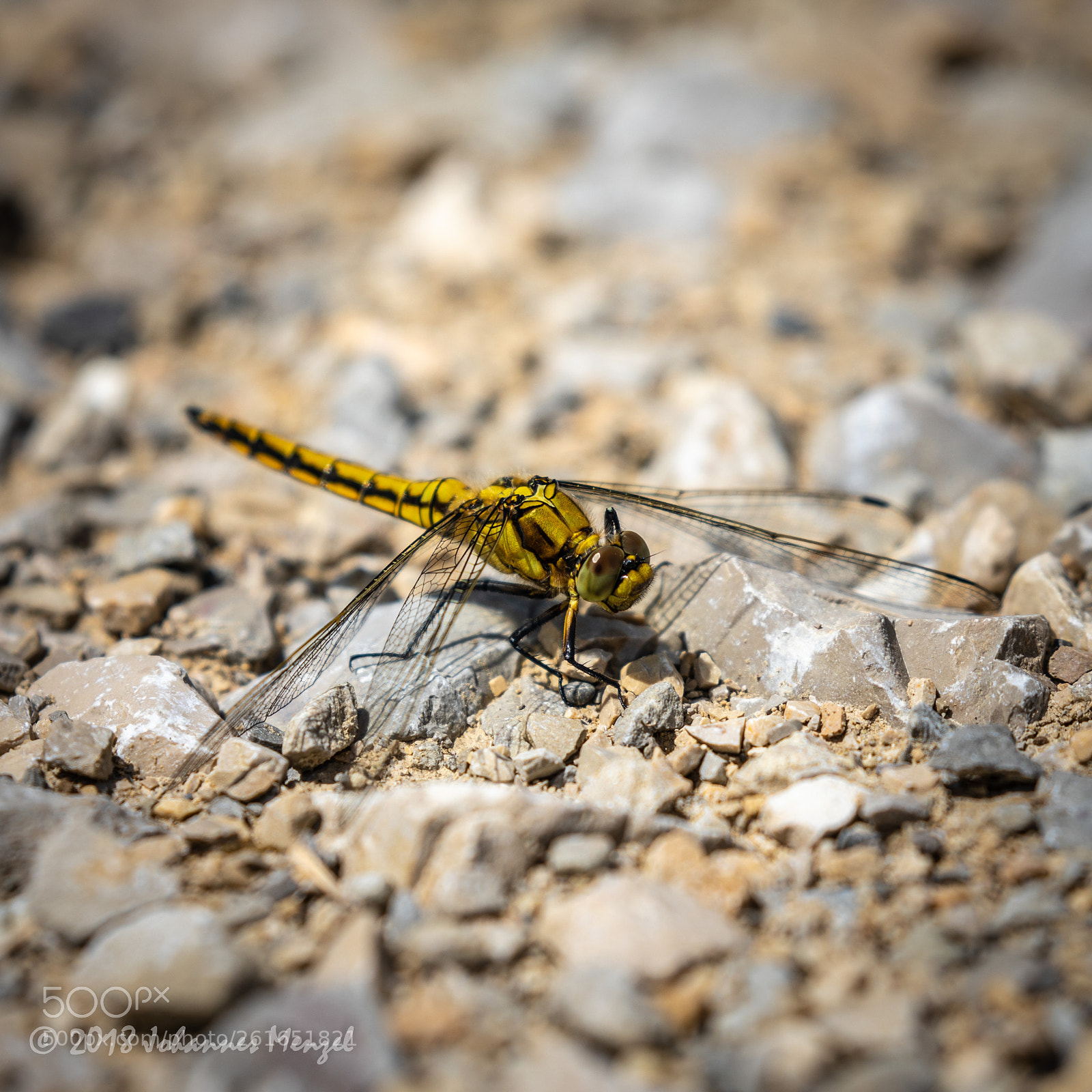 Canon EOS 5D Mark IV sample photo. Dragonfly photography