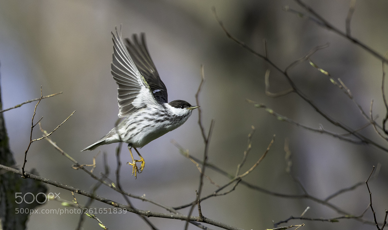 Canon EOS 5DS sample photo. Blackpoll warbler photography