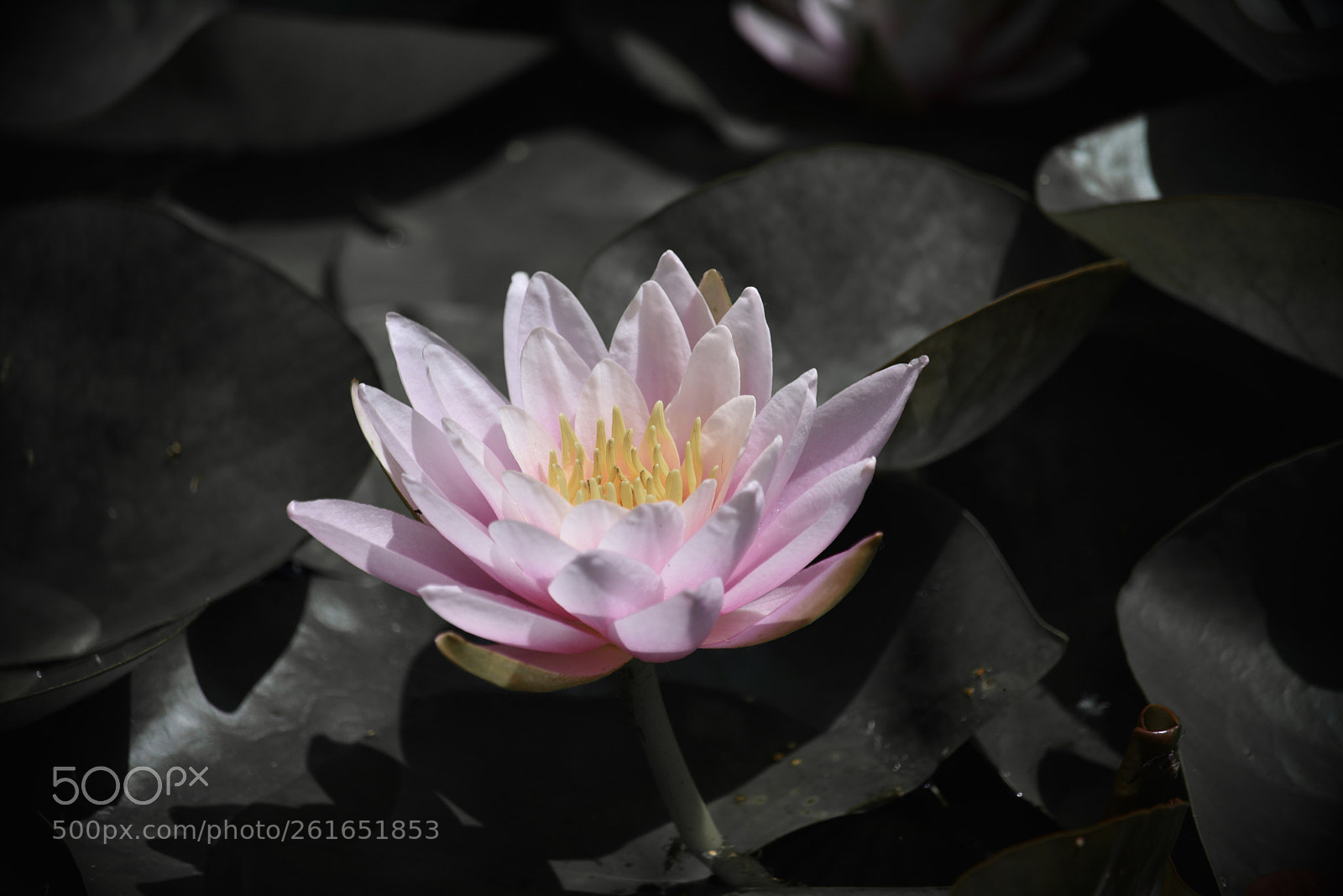 Nikon D750 sample photo. Untitled photography