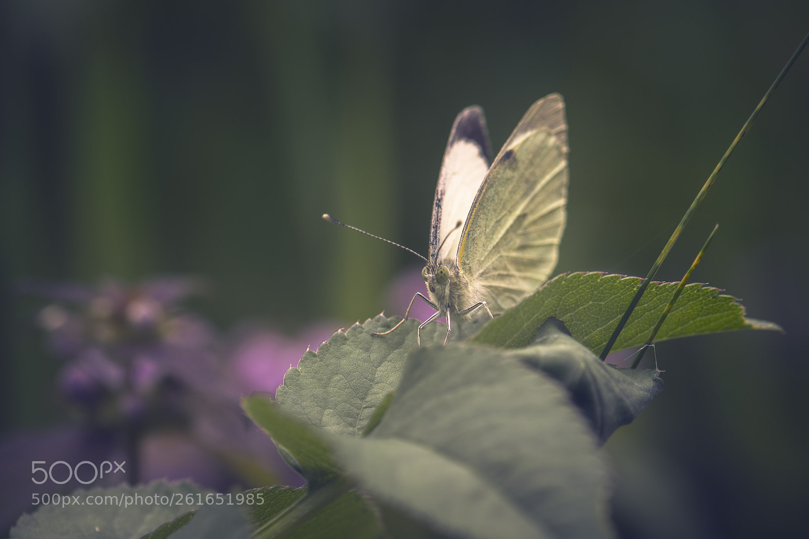 Nikon D7200 sample photo. Pieris photography