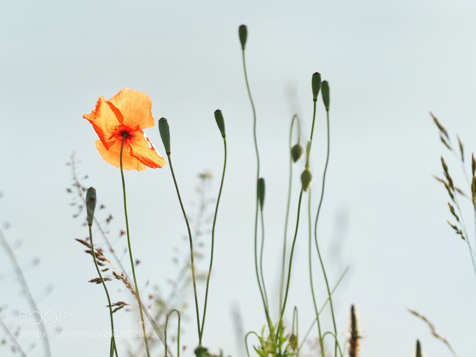 Olympus OM-D E-M1 Mark II sample photo. Poppy photography