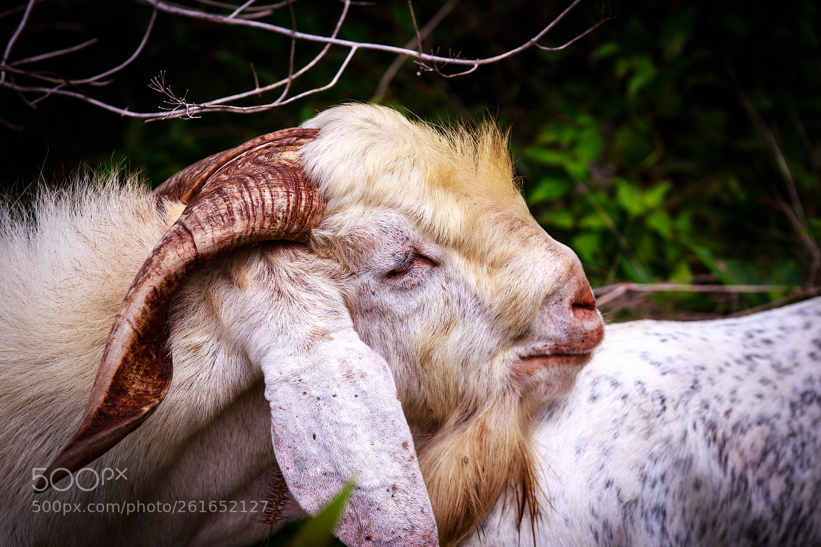 Canon EOS 6D sample photo. Sheep photography
