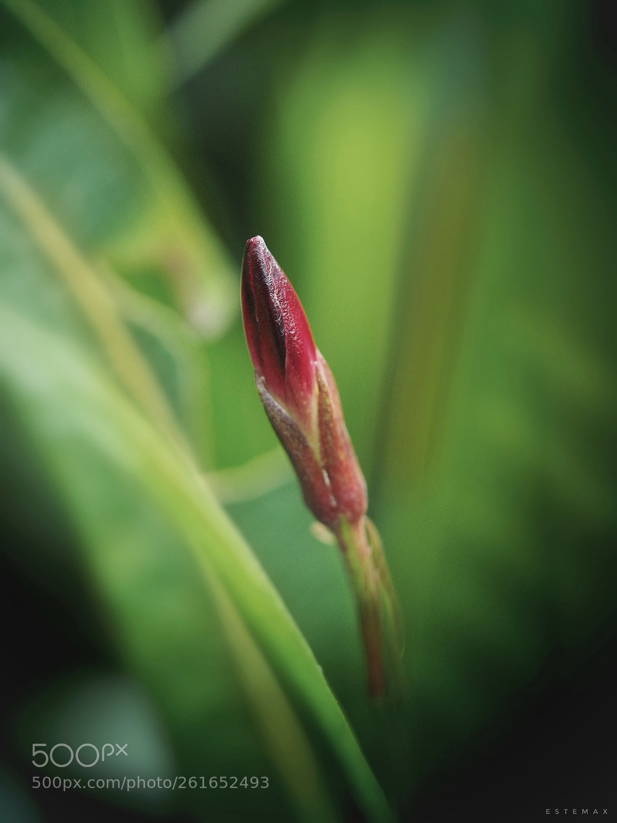 Olympus OM-D E-M1 sample photo. Young flower  photography