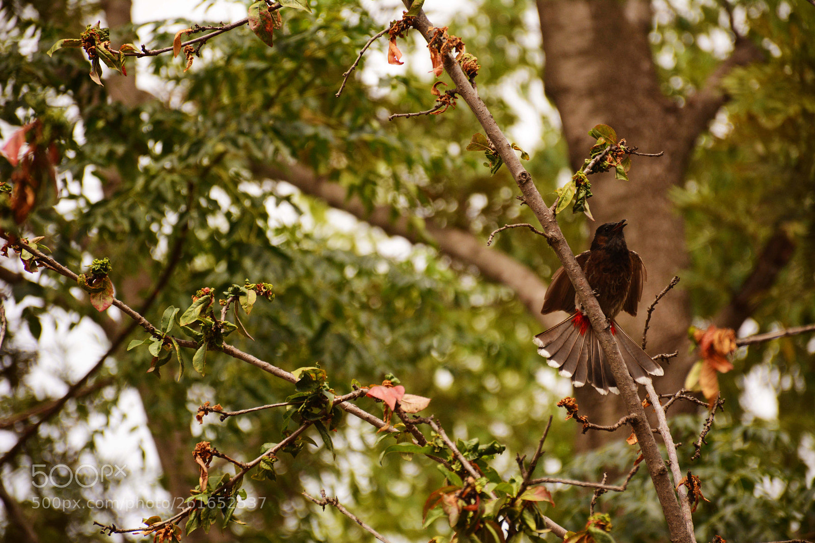 Nikon D7100 sample photo. Wings on fire photography