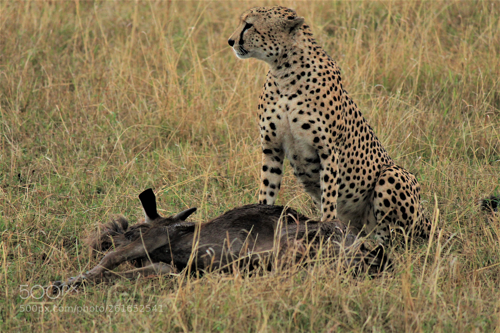 Canon EOS 1100D (EOS Rebel T3 / EOS Kiss X50) sample photo. Cheetah standing guard and photography