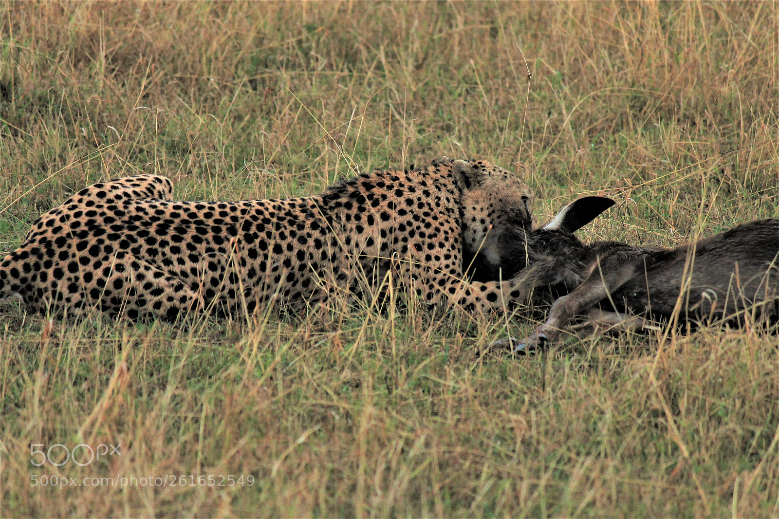 Canon EOS 1100D (EOS Rebel T3 / EOS Kiss X50) sample photo. Cheetah standing guard and photography