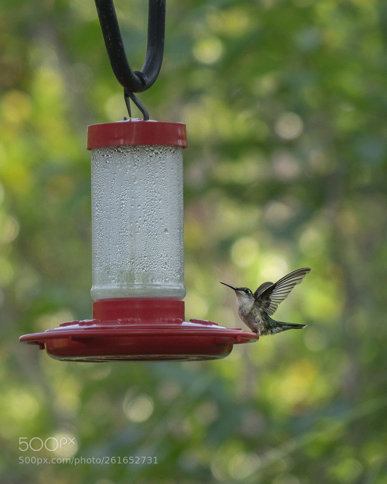 Sony a7 sample photo. Humming bird photography