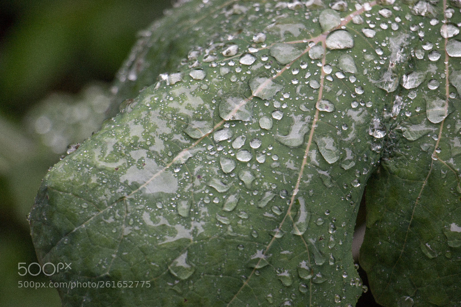 Canon EOS 70D sample photo. Untitled photography