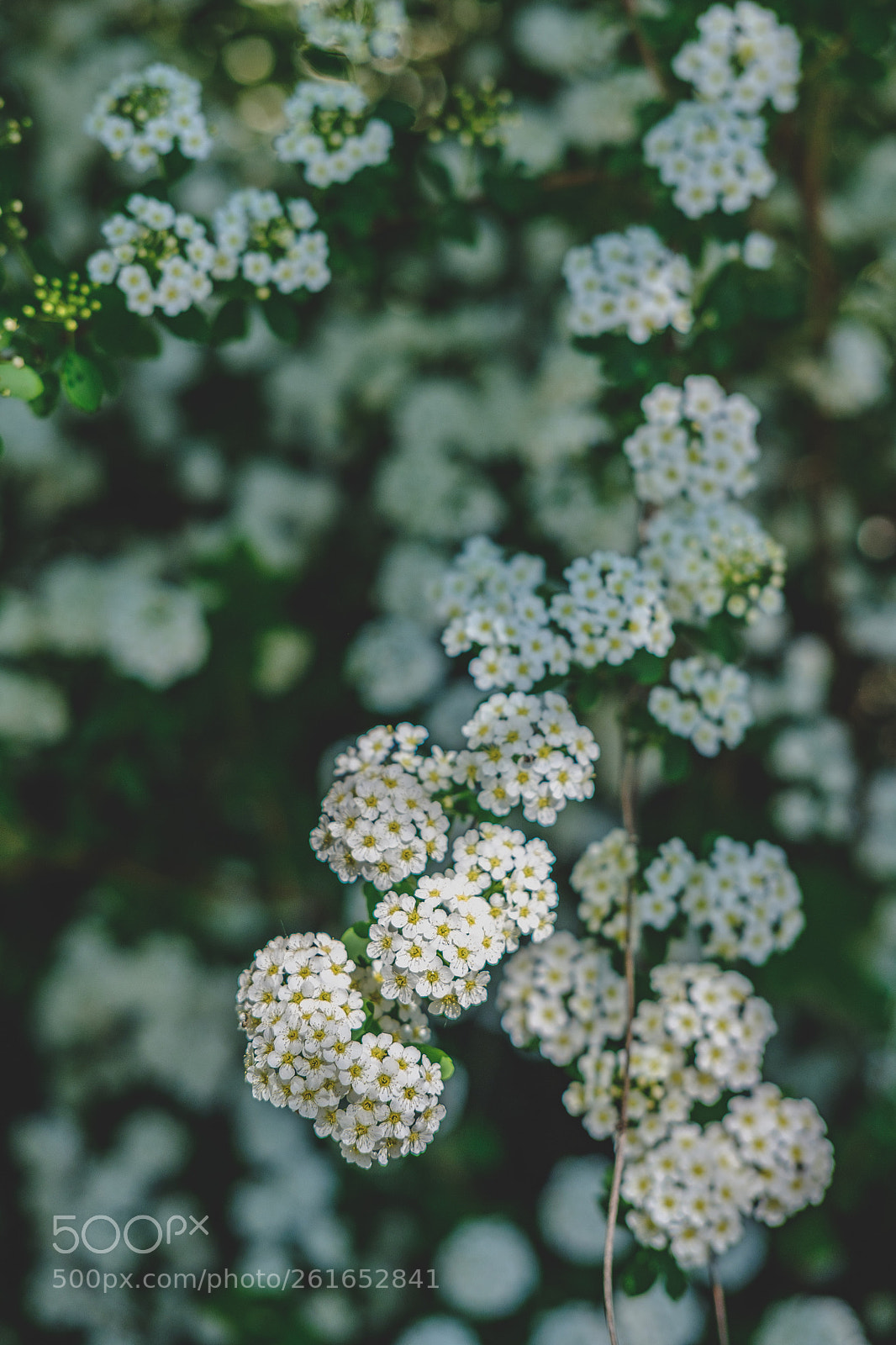 Fujifilm X-T20 sample photo. Gew hnliche schneebeere aka photography