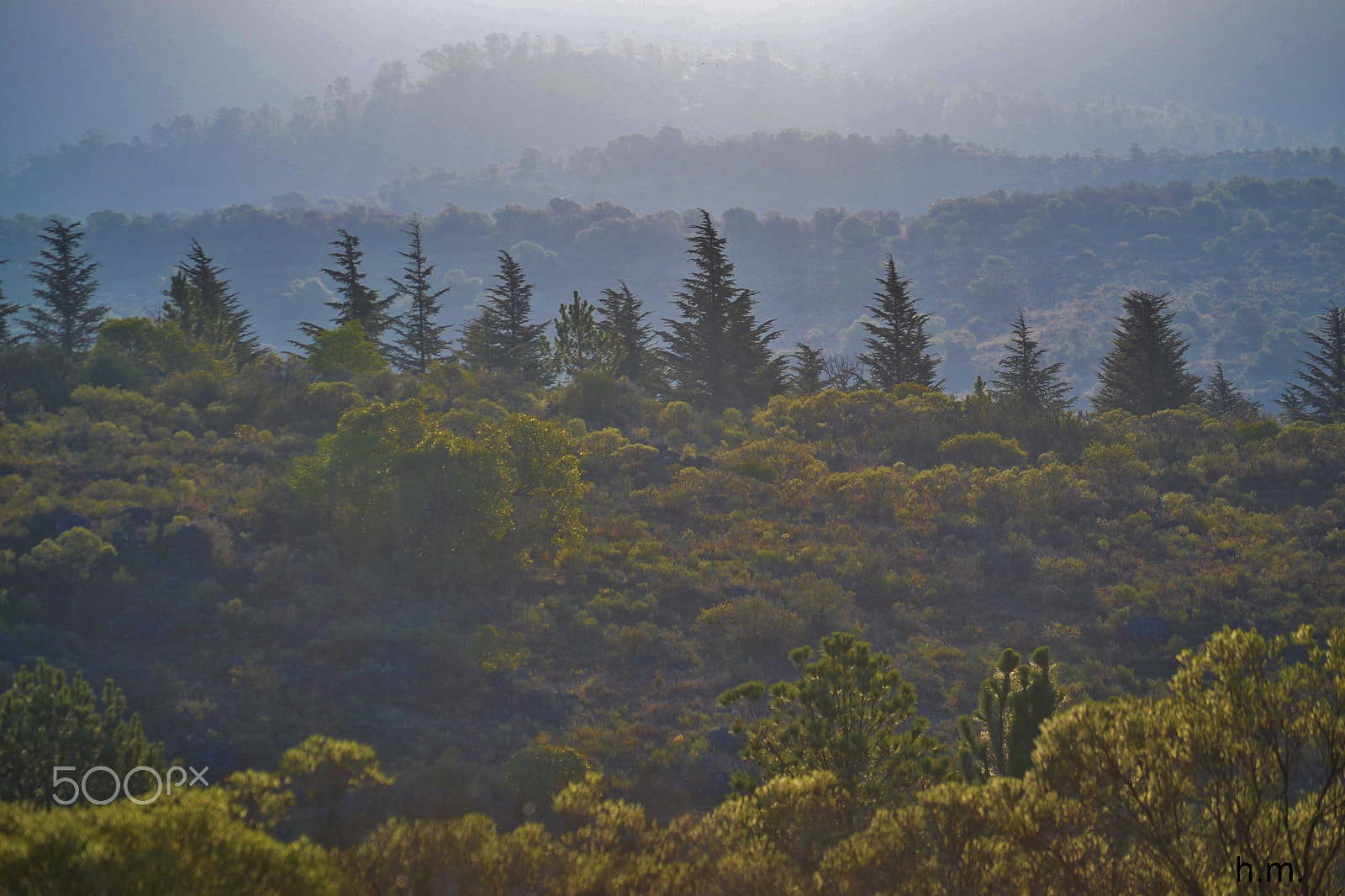 Nikon D3100 sample photo. Los arboles photography