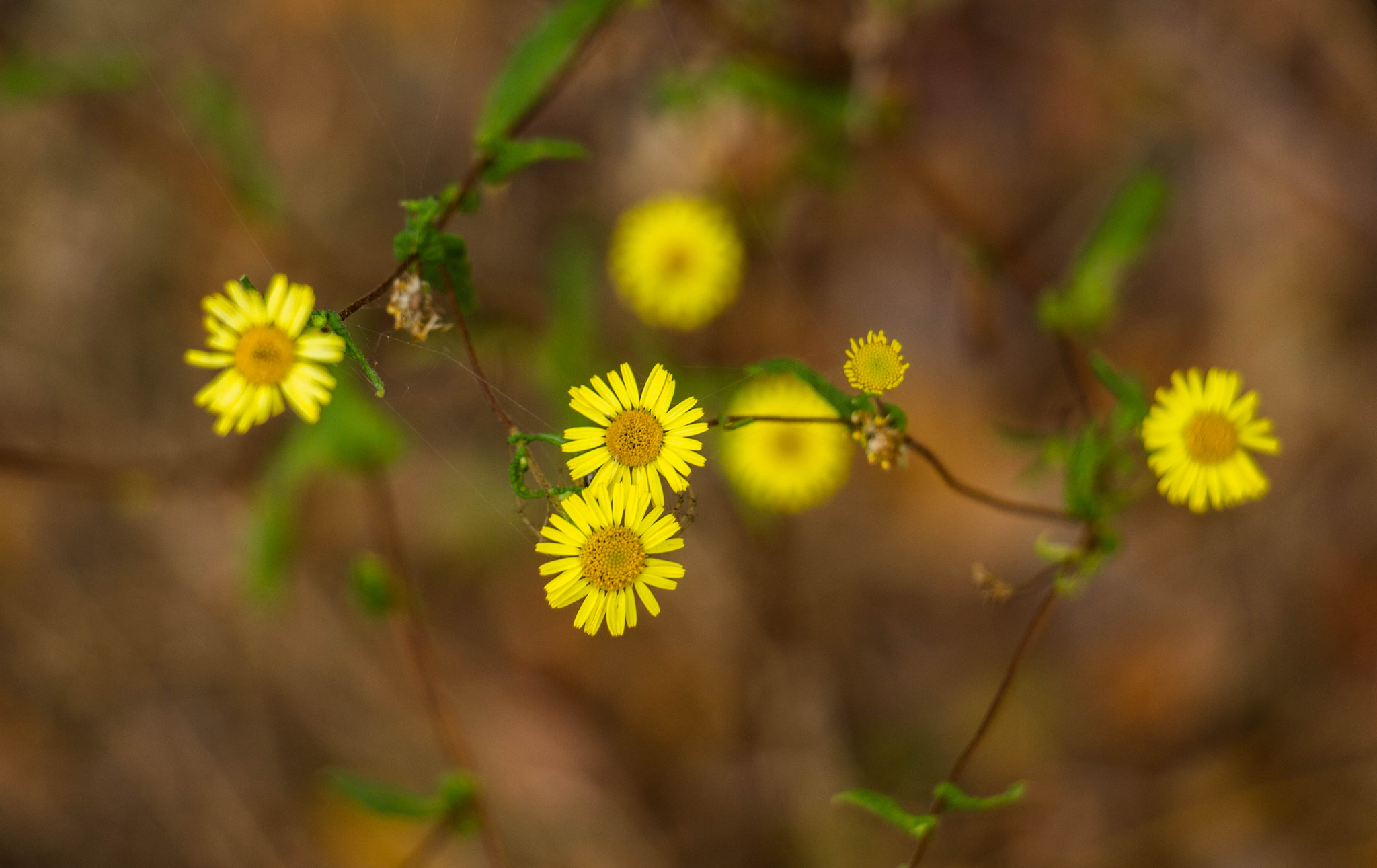 Canon EOS 700D (EOS Rebel T5i / EOS Kiss X7i) sample photo. Img photography