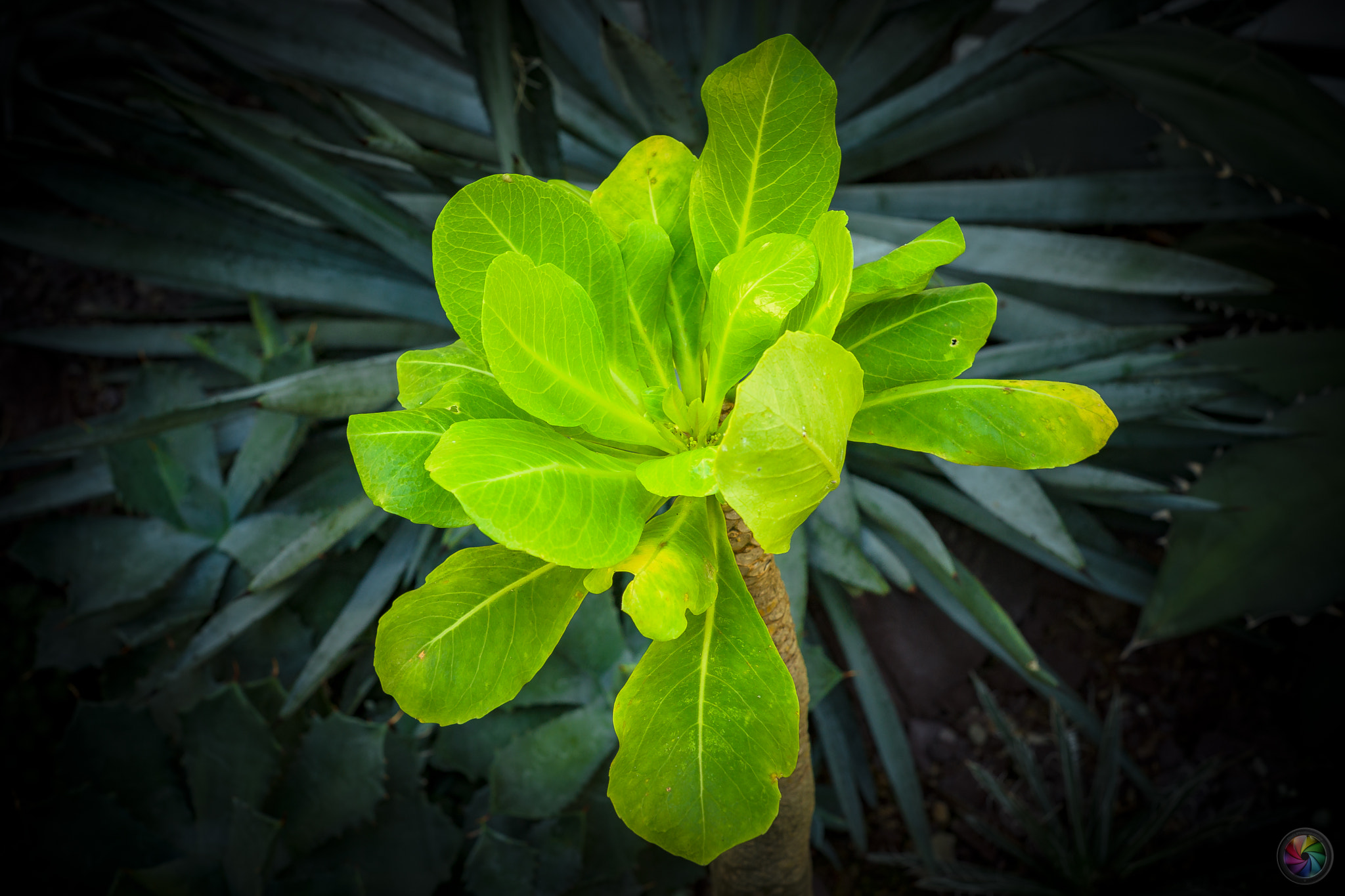 Sony a99 II sample photo. Botanischen gartens st.gallen - 95 photography