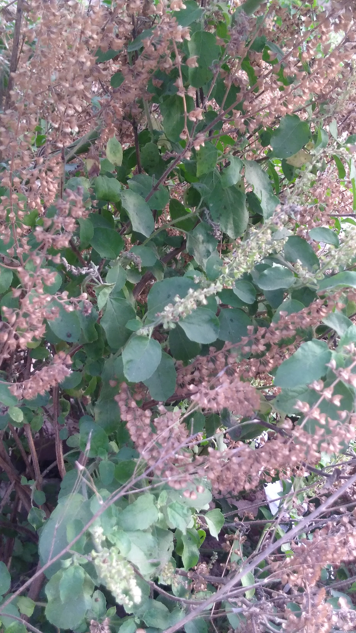 Motorola Moto G Play sample photo