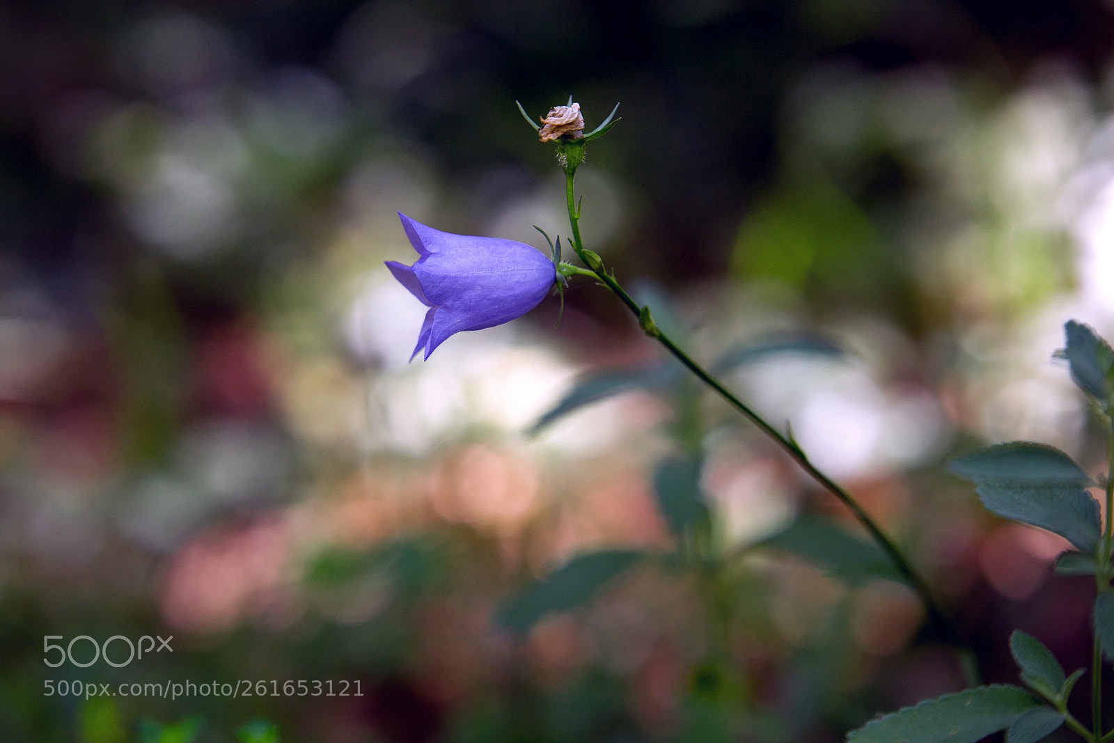Canon EOS 6D sample photo. Nature photography