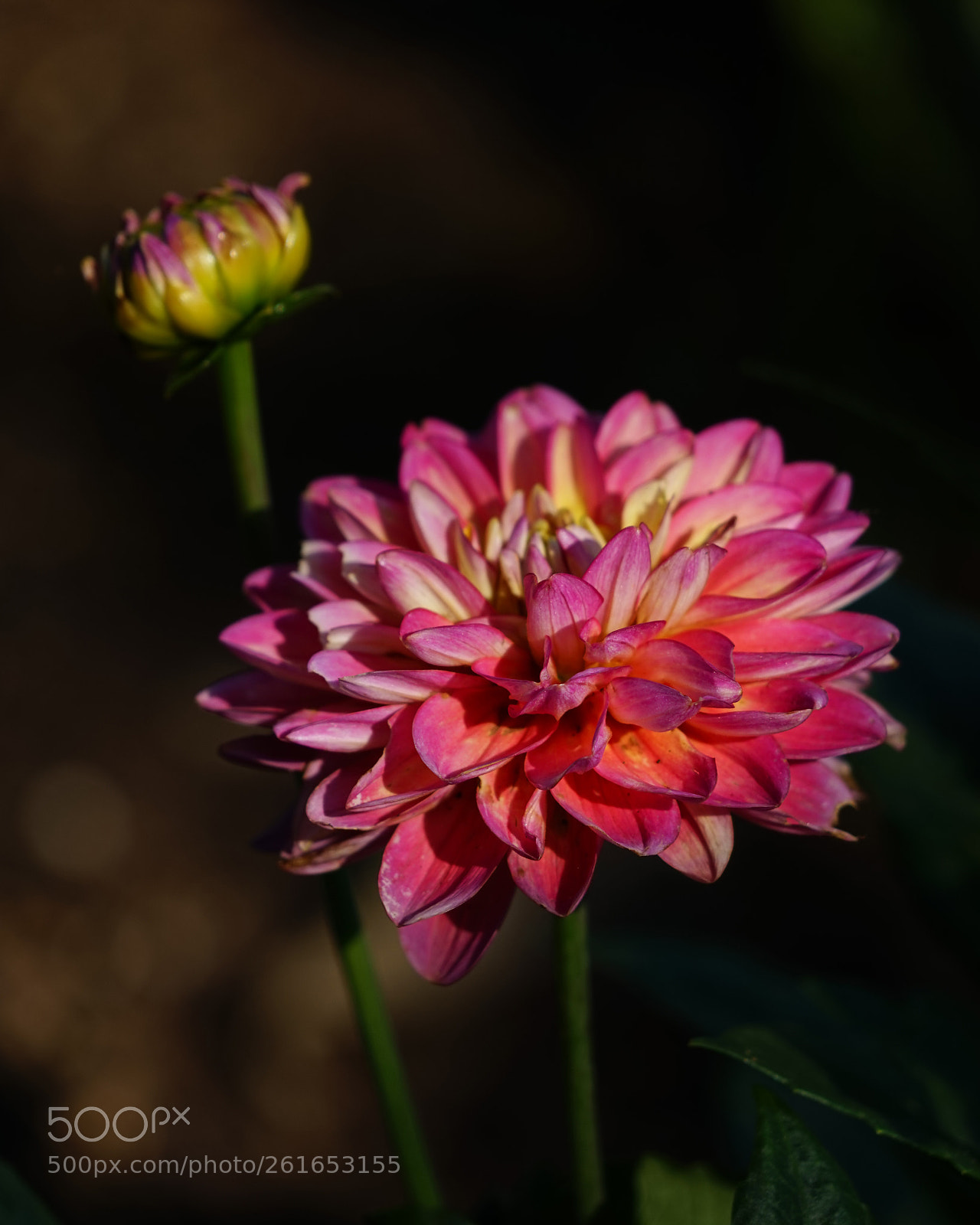 Sony a7 sample photo. Dhalia photography