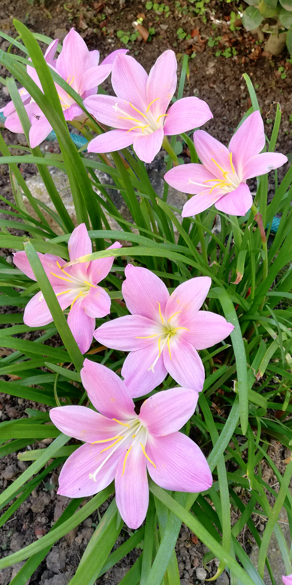 HUAWEI Mate 10 Lite sample photo