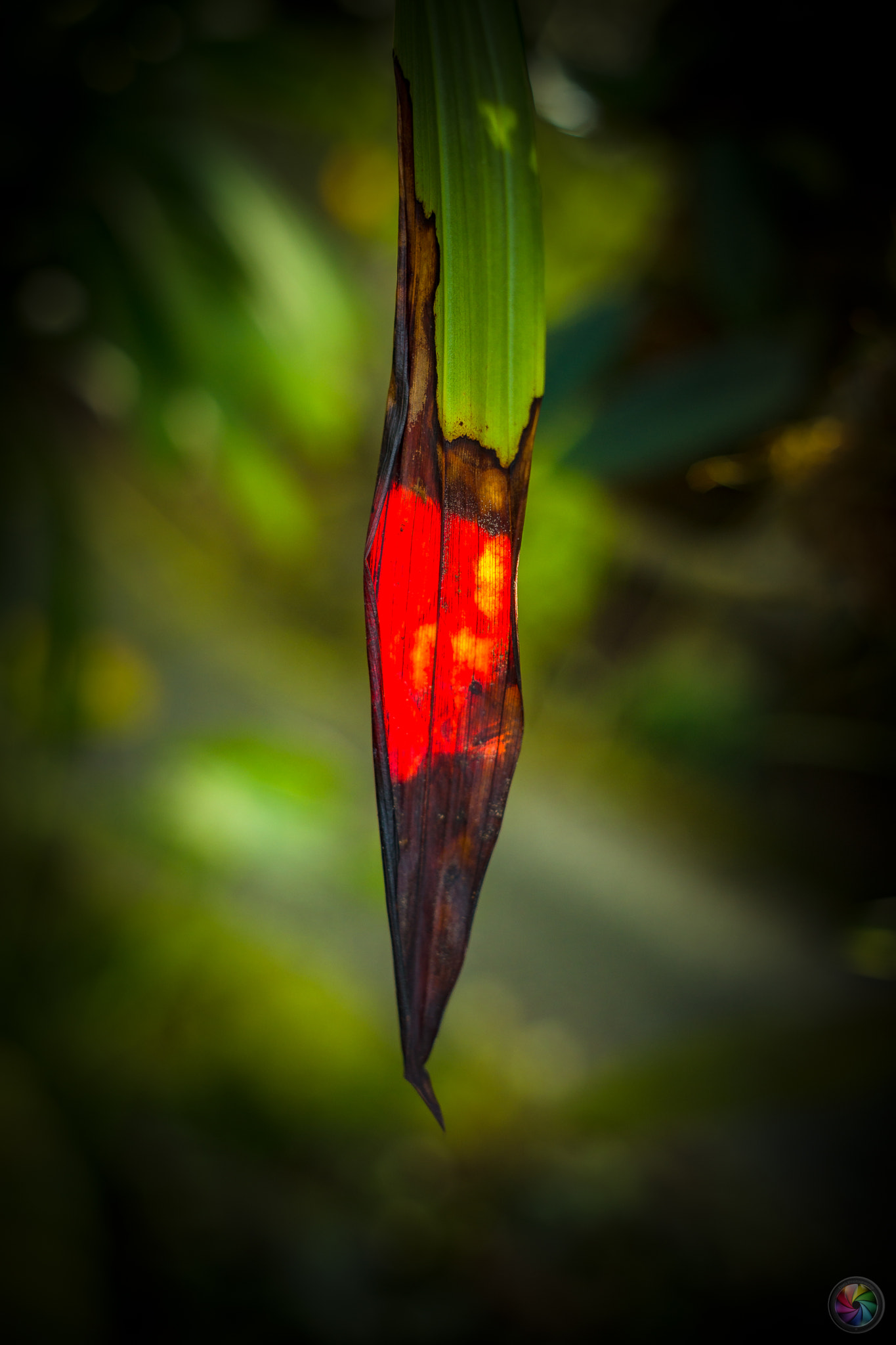 Sony a99 II sample photo. Botanischen gartens st.gallen - 96 photography