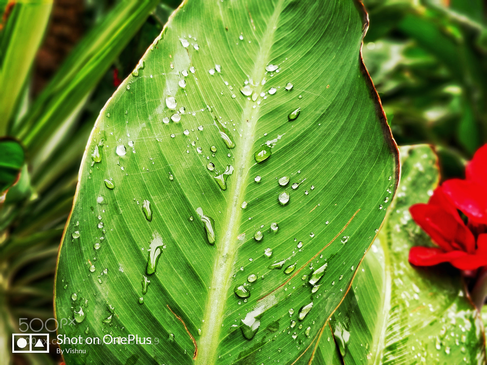 OnePlus 5 sample photo. Drops photography