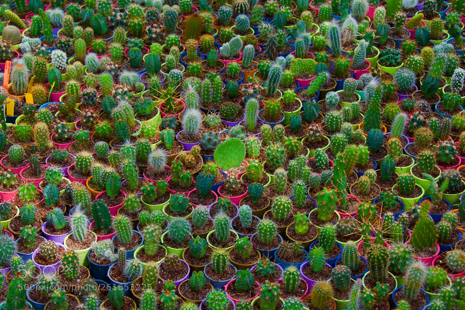 Nikon D7100 sample photo. Cactuses photography