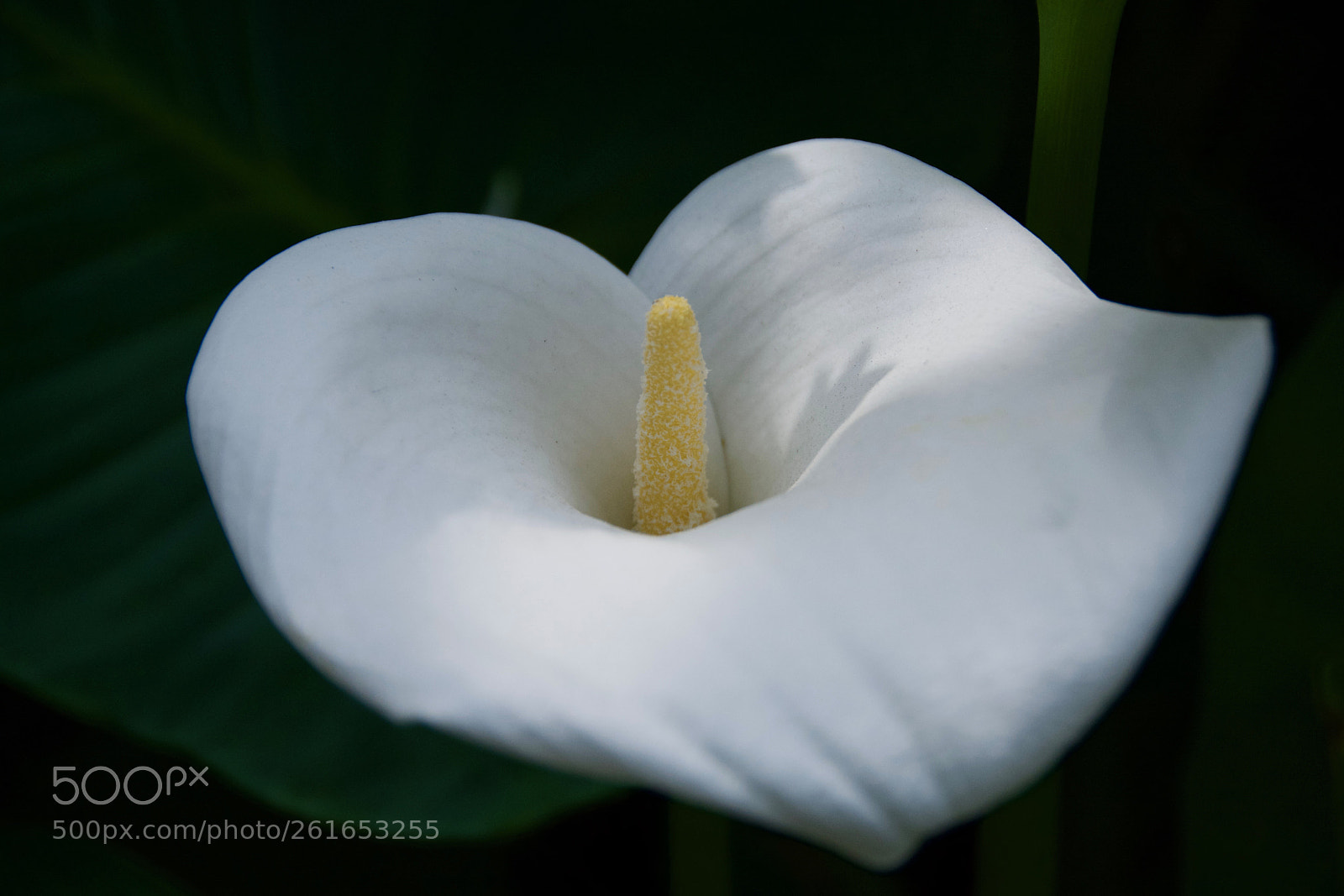 Nikon D7100 sample photo. Just flower photography