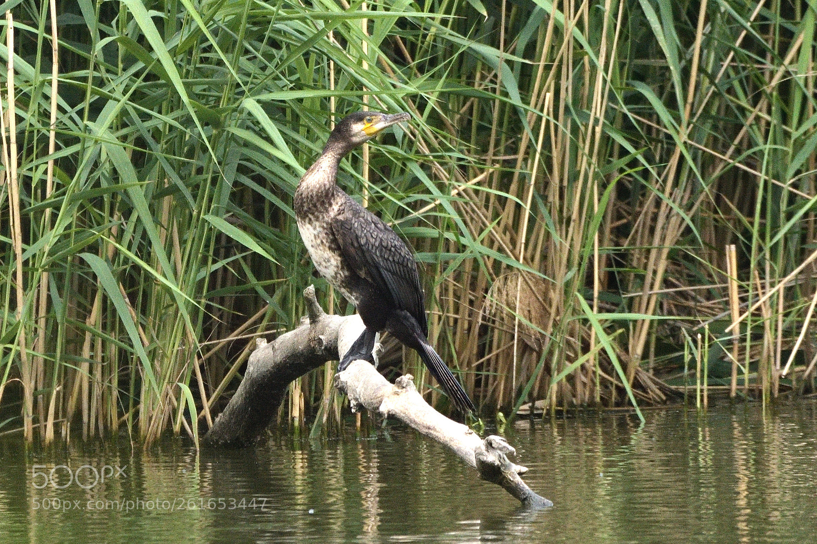 Nikon D750 sample photo. Great cormorant (phalacrocorax carbo) photography
