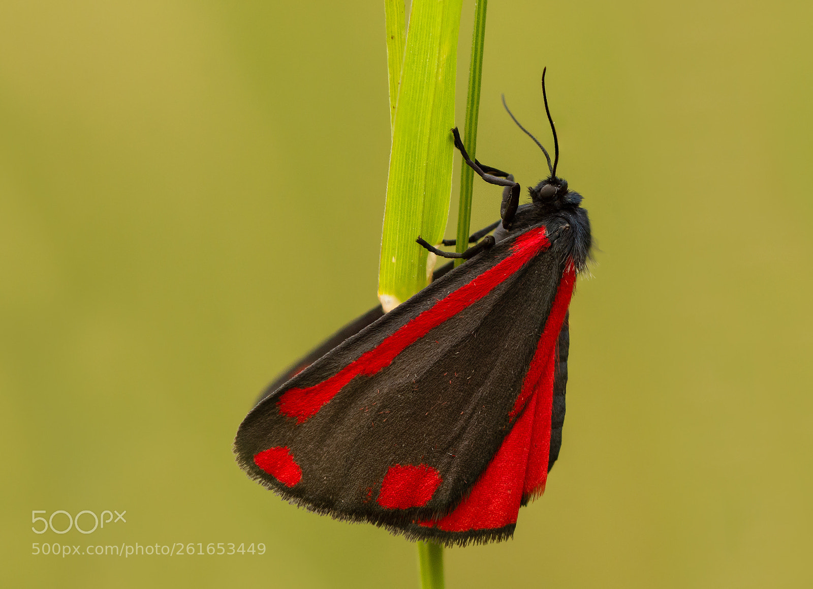Nikon D7200 sample photo. Cinnabar moth photography