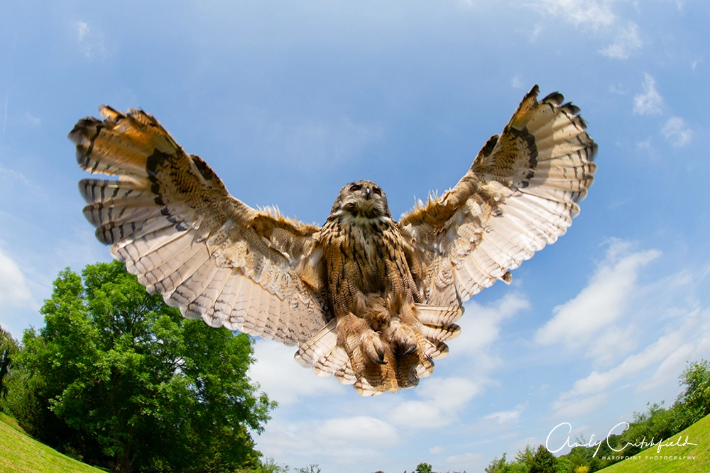 Canon EOS-1D X sample photo. Eagle owl photography