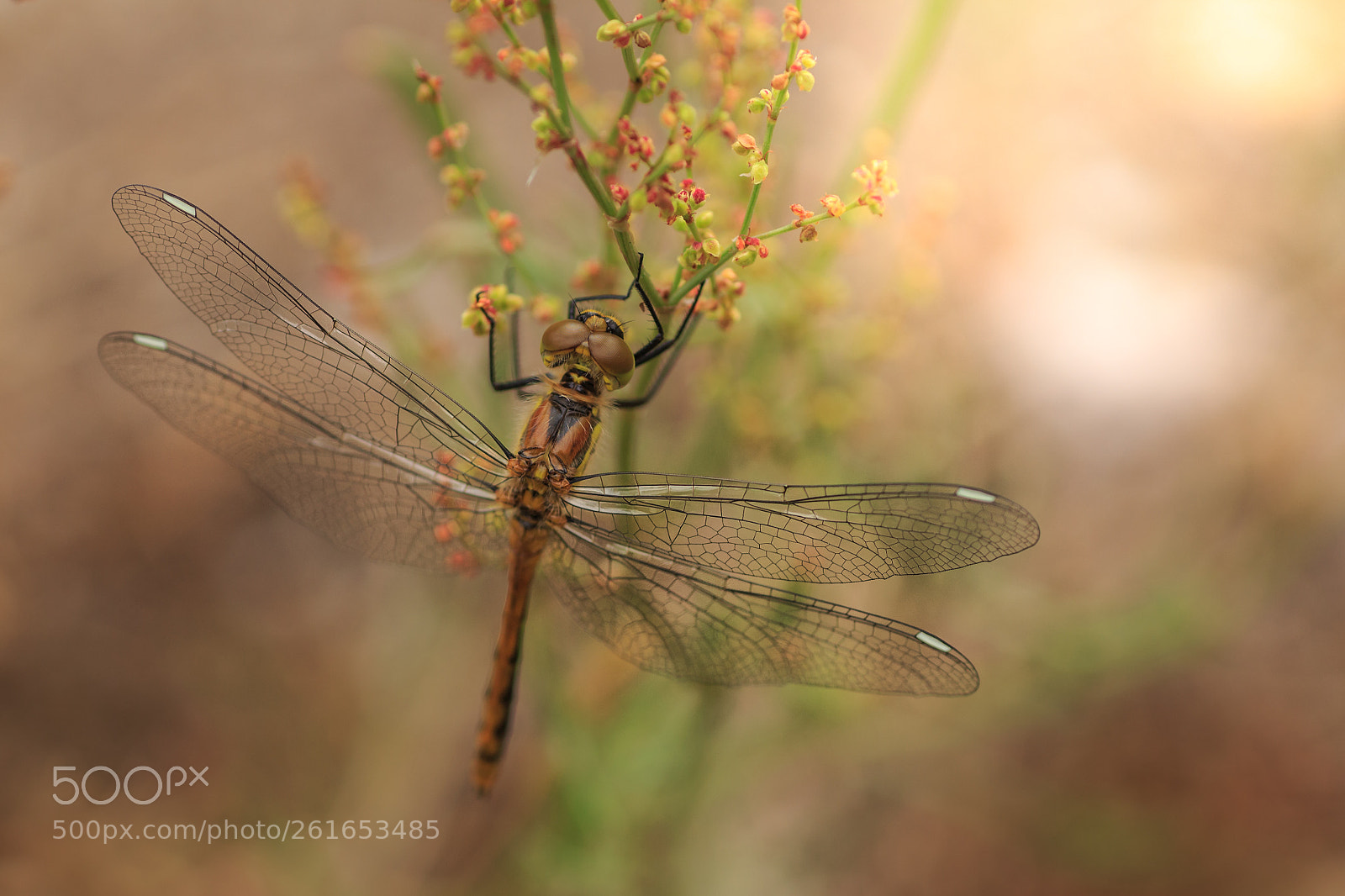 Canon EOS 650D (EOS Rebel T4i / EOS Kiss X6i) sample photo. Dragon-fly photography