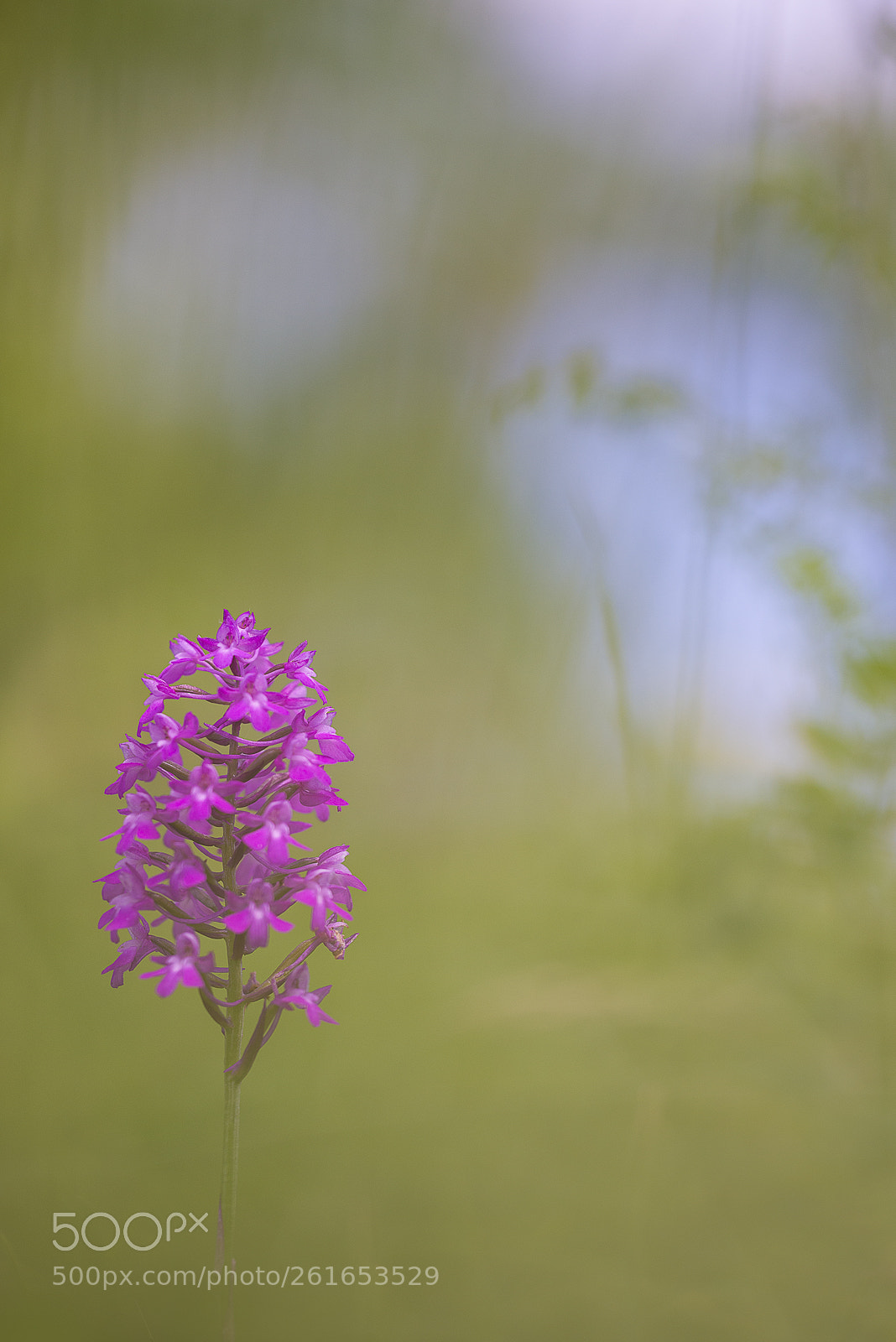 Nikon D610 sample photo. Orchid photography