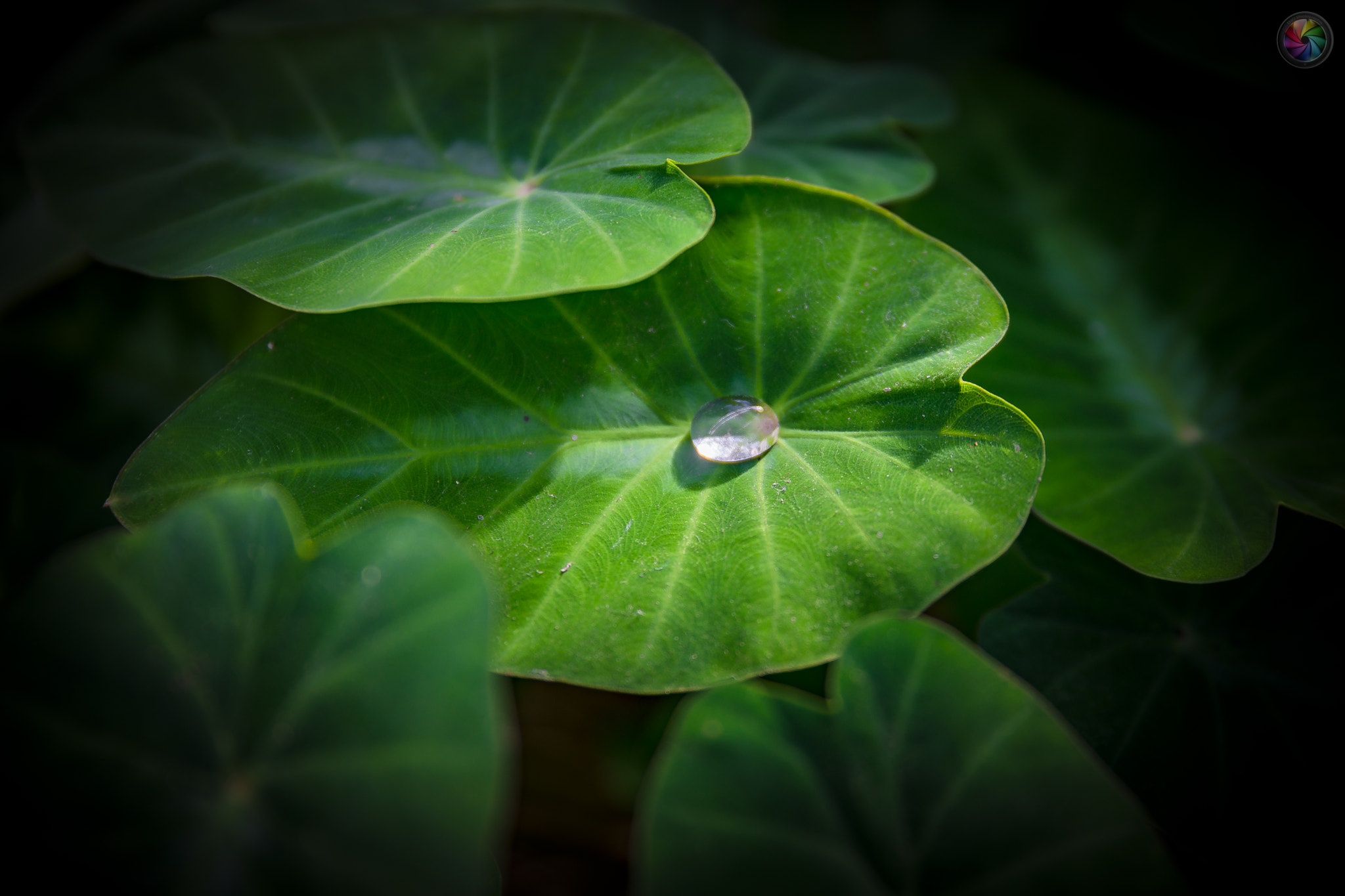 Sony a99 II sample photo. Botanischen gartens st.gallen - 98 photography