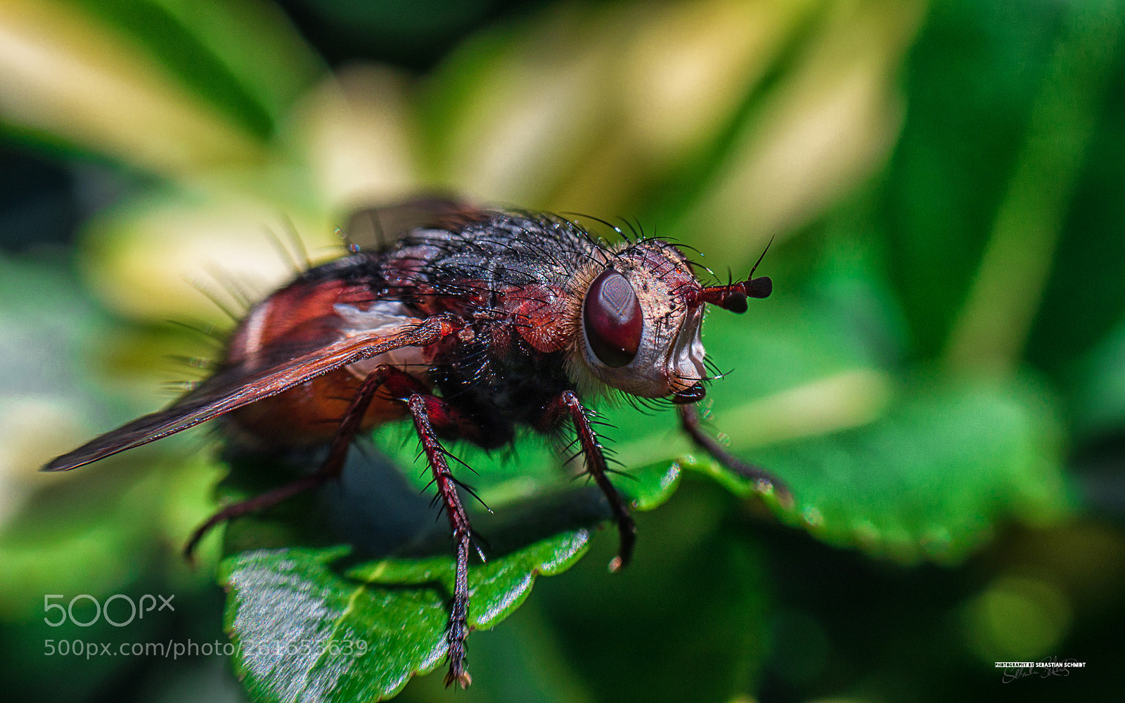 Panasonic Lumix DMC-G6 sample photo. Fly photography