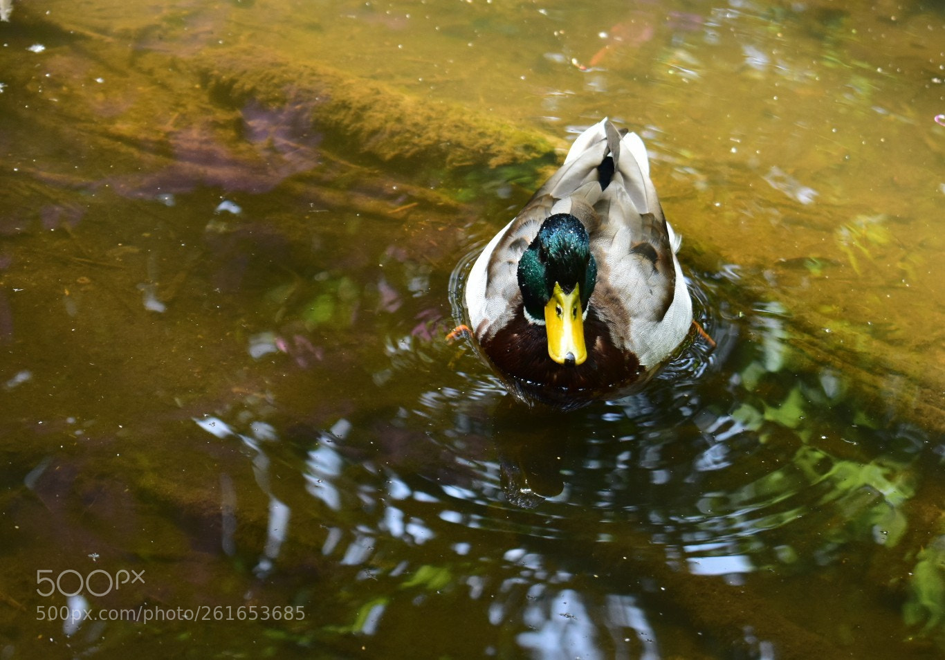 Nikon D3400 sample photo. Duck photography