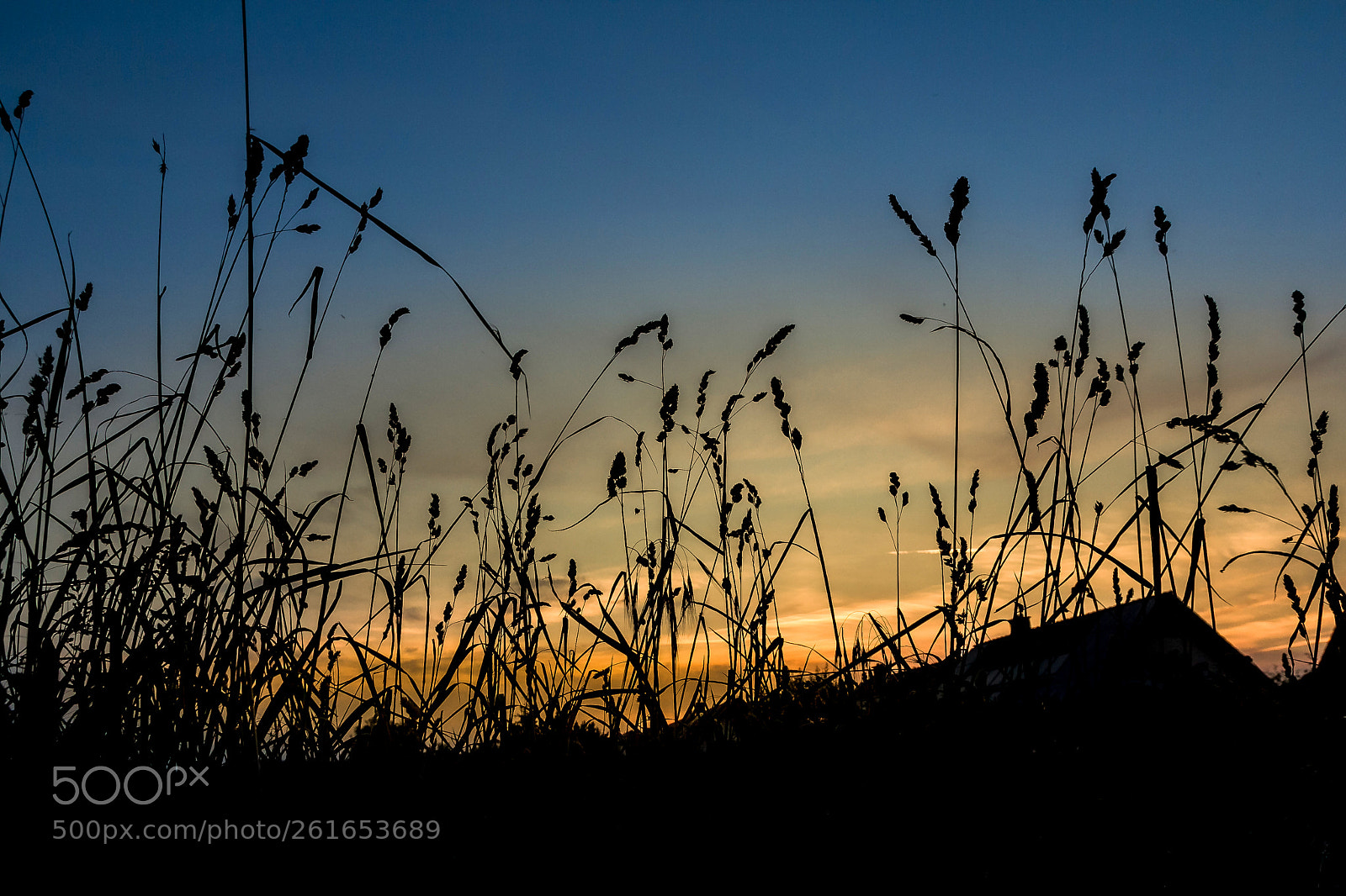 Canon EOS 60D sample photo. Evening mood on meadow photography