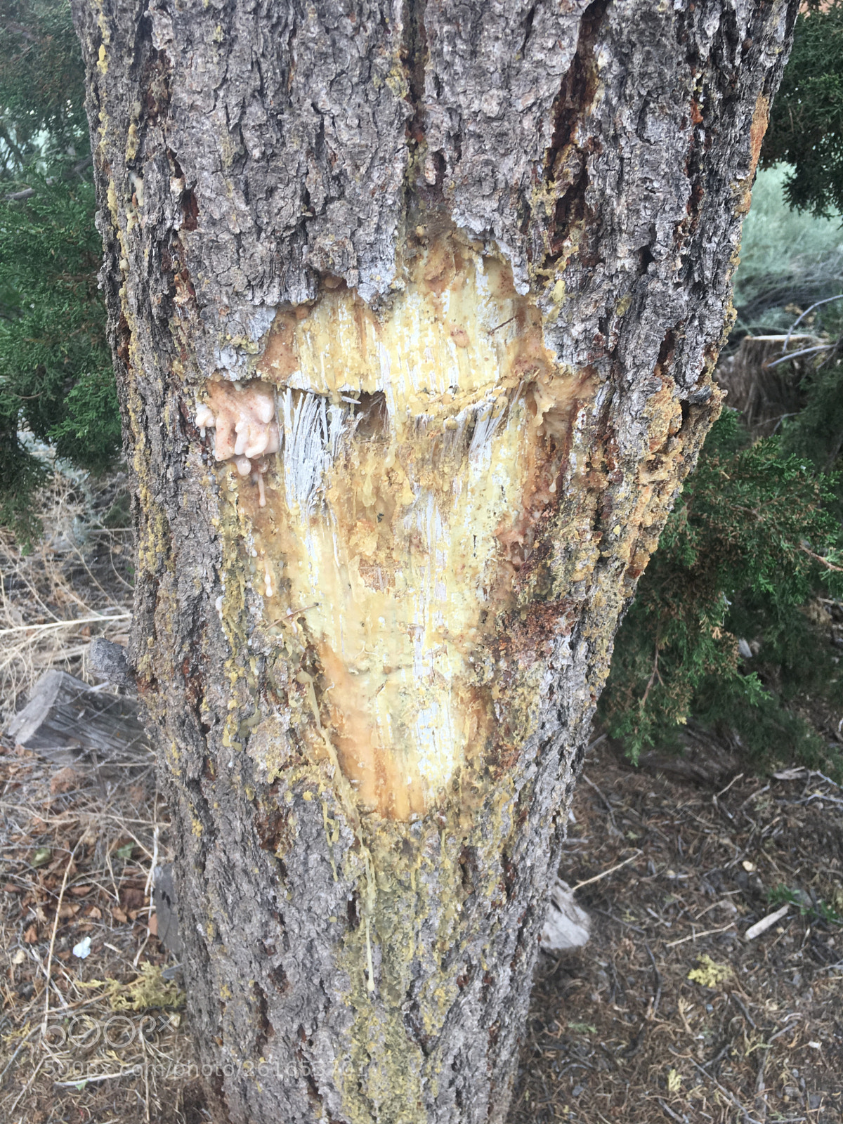 Apple iPhone 6s sample photo. Pine tree sap photography