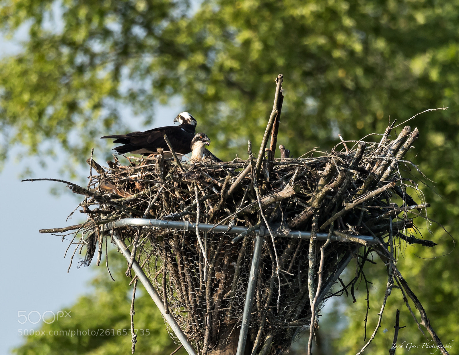 Canon EOS-1D X Mark II sample photo. Osprey and chick photography