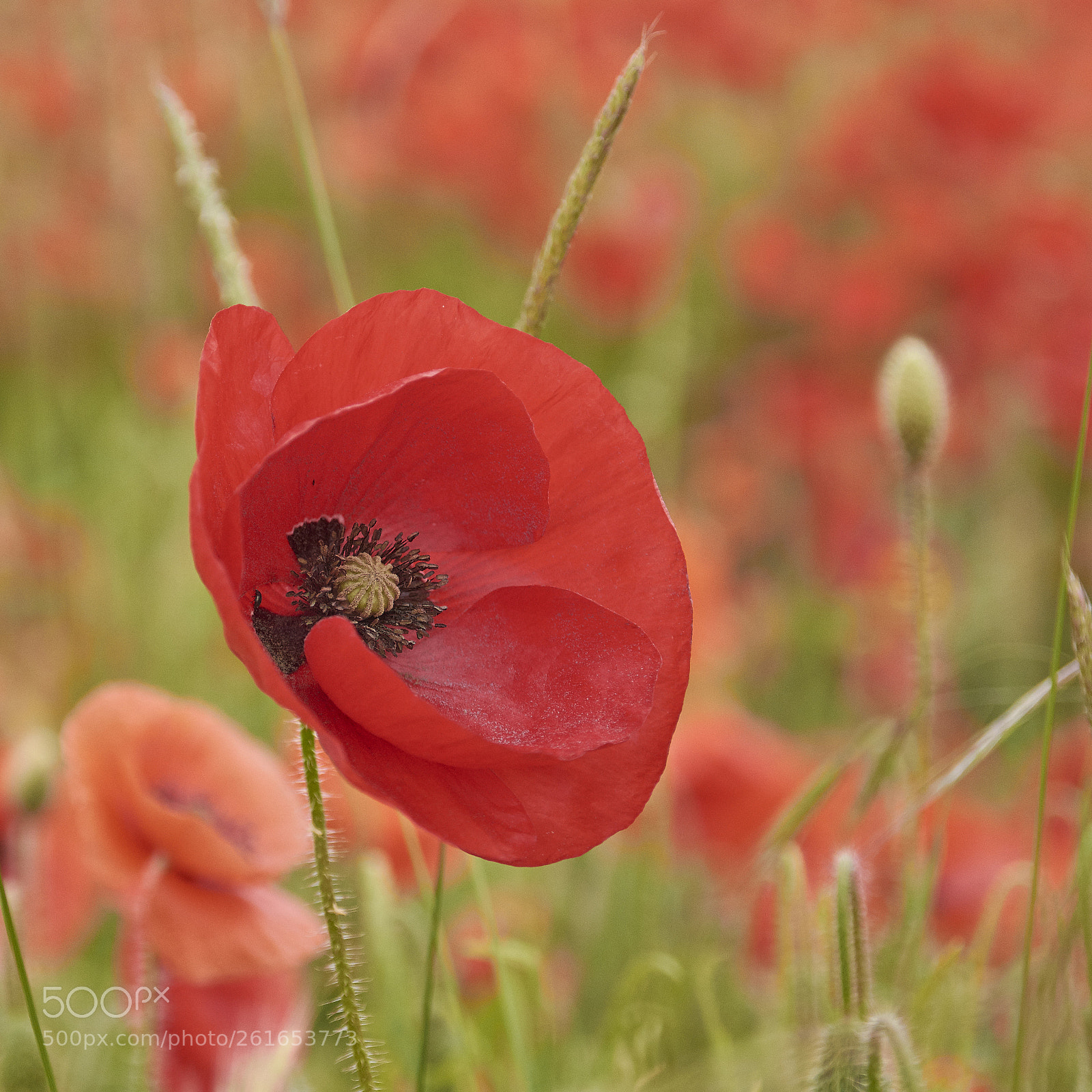 Nikon D7200 sample photo. Poppy photography