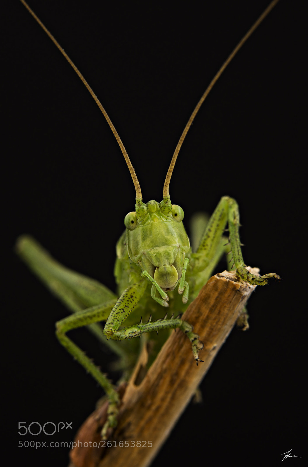 Nikon D610 sample photo. Barbitiste montano / tettigoniidae photography