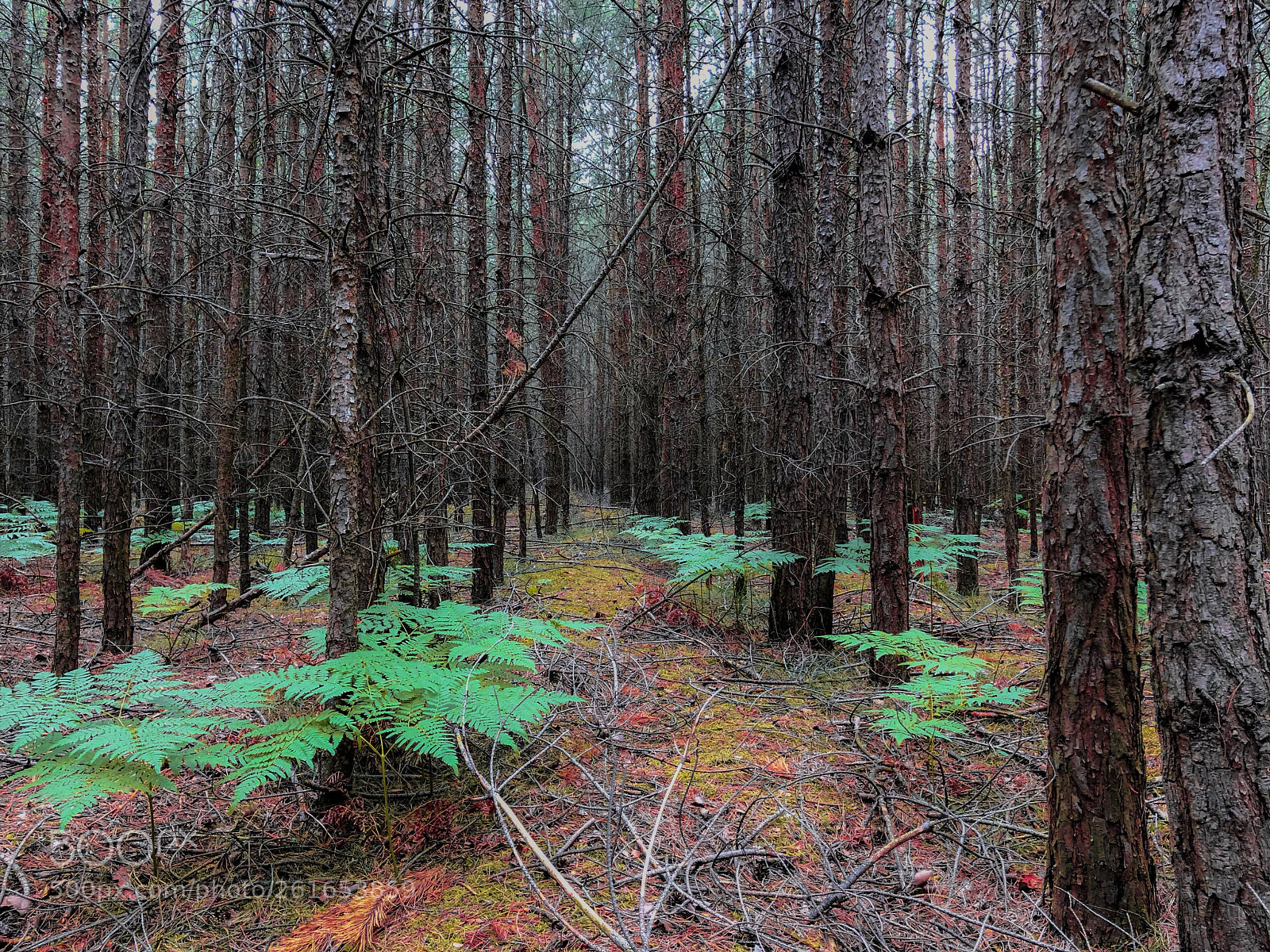 Apple iPhone X sample photo. Forest  photography