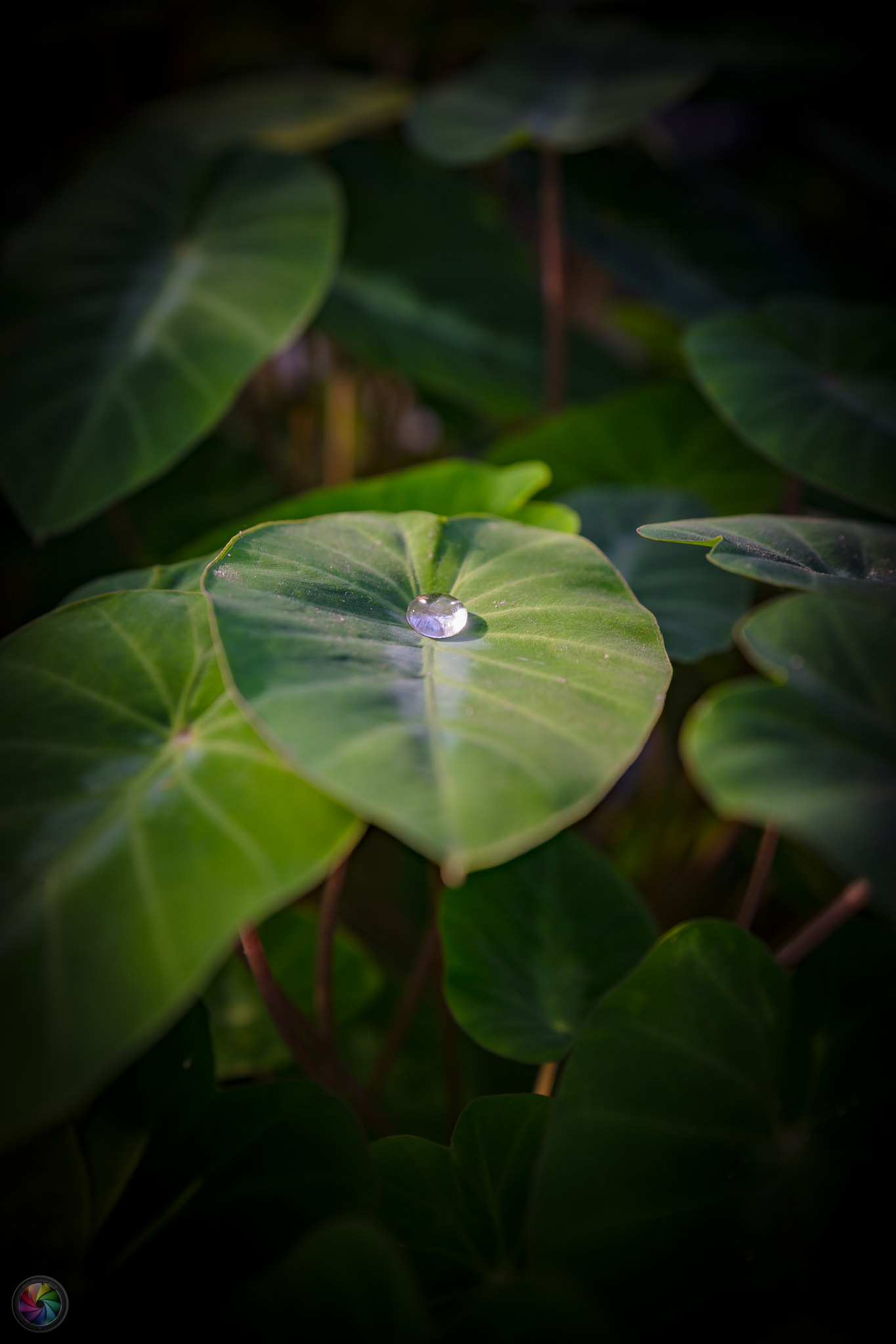 Sony a99 II sample photo. Botanischen gartens st.gallen - 99 photography