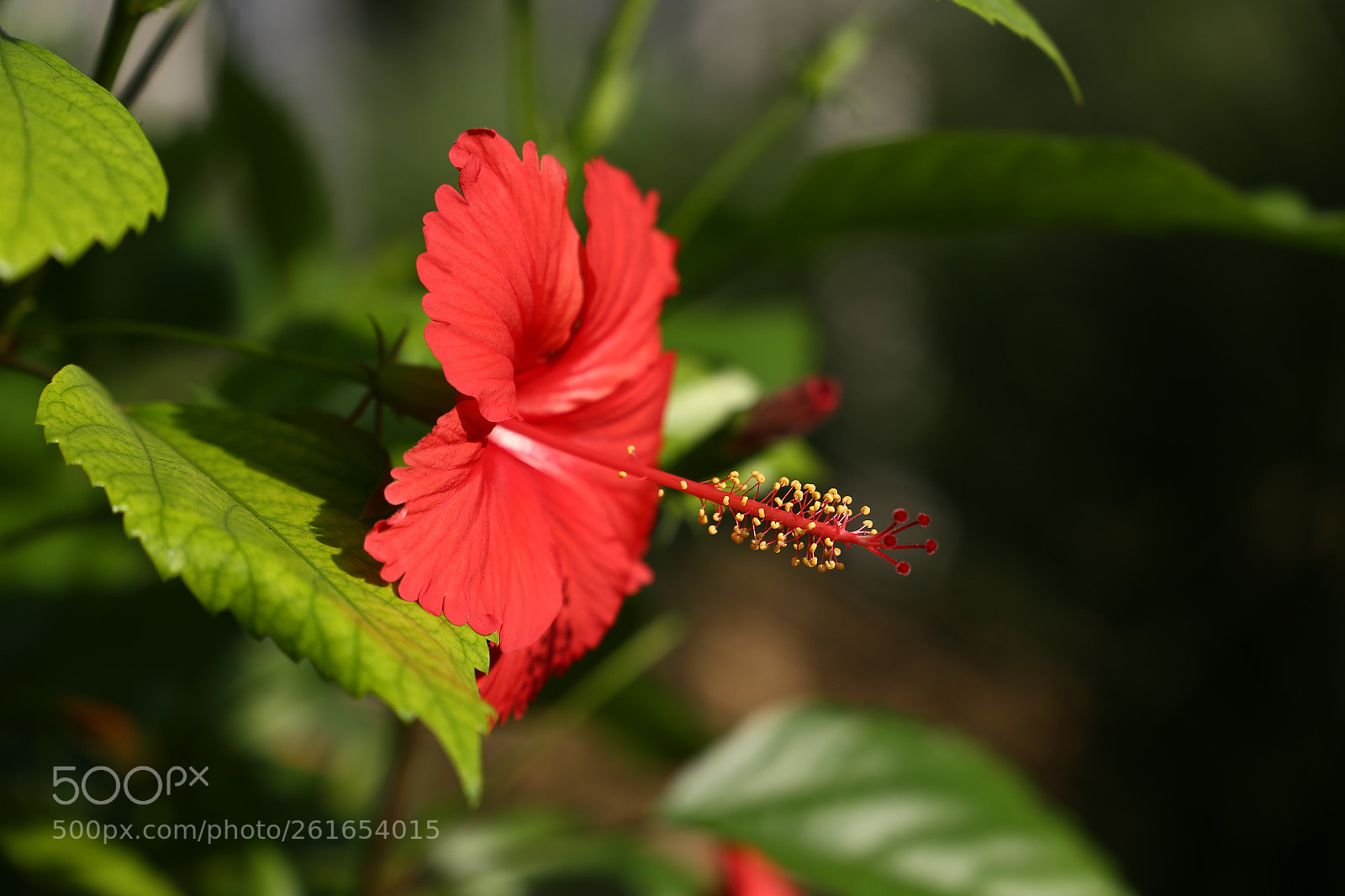 Canon EF 24-105mm F3.5-5.6 IS STM sample photo. Hibiscus rosa-sinensis | செம்பருத்தி photography
