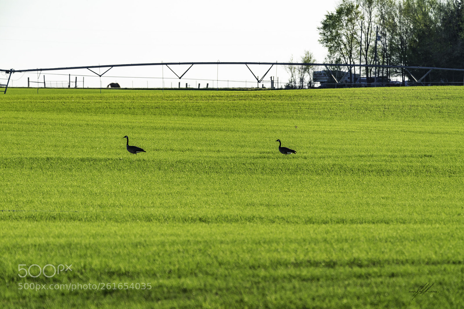 Sony a9 sample photo. Idaho geese scrounging for photography