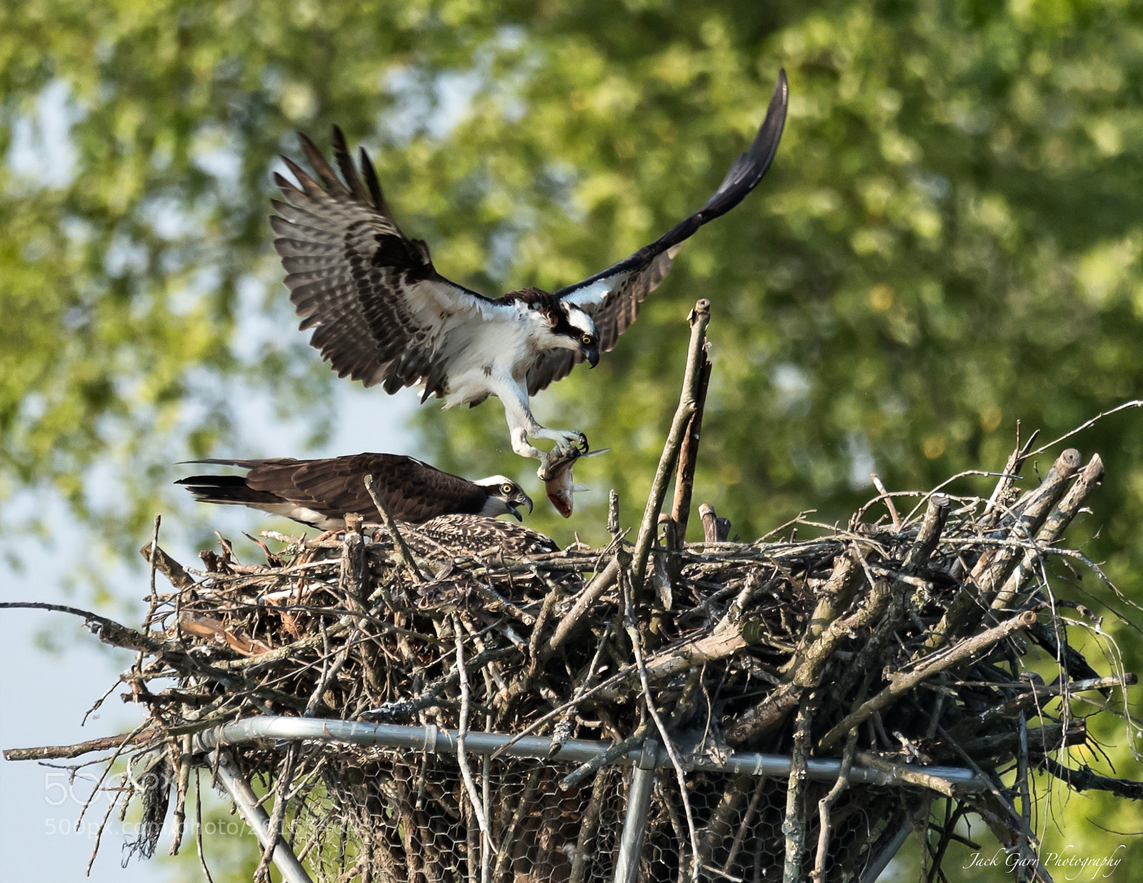 Canon EOS-1D X Mark II sample photo. Osprey with food for photography