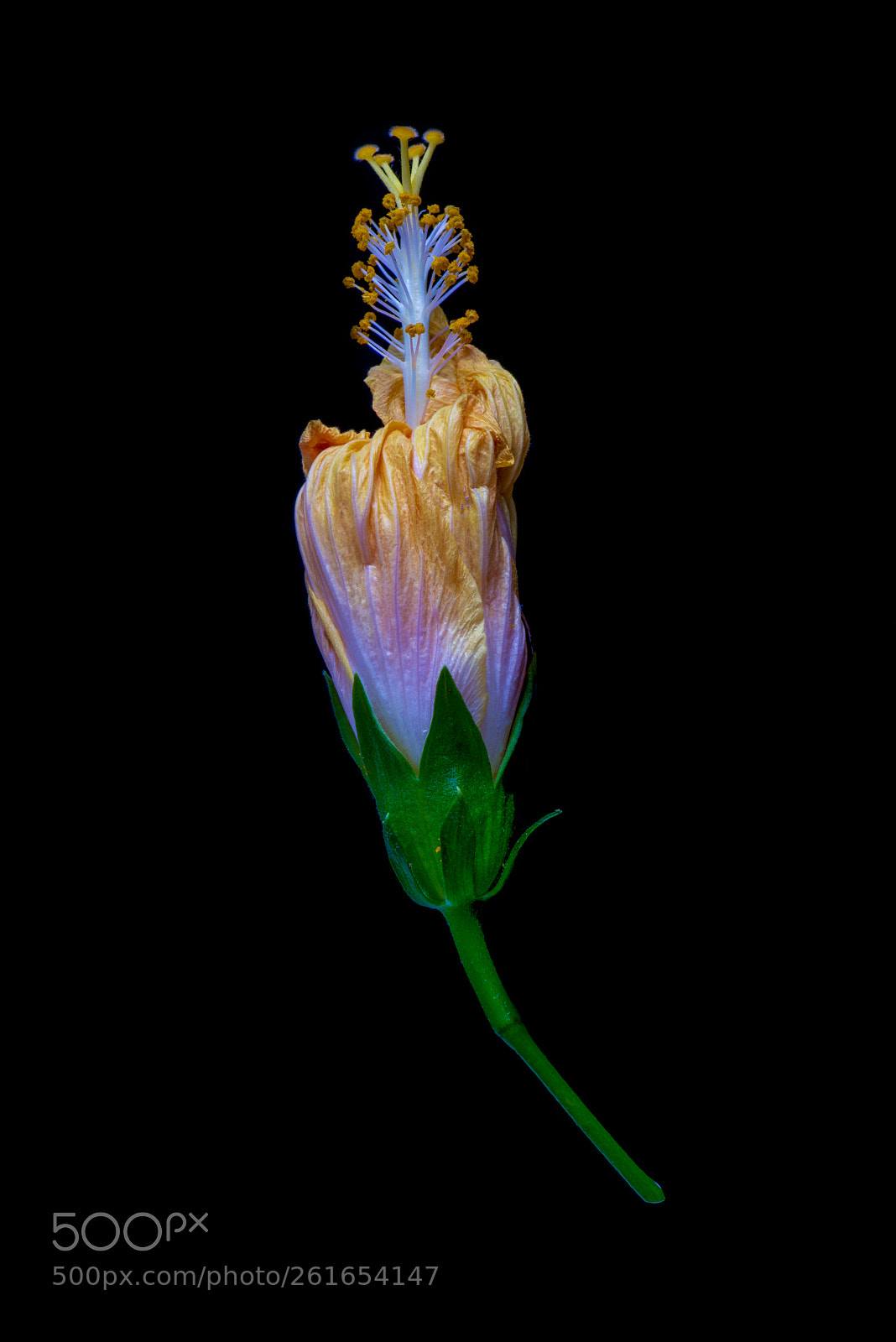Nikon D810 sample photo. Fading beauty photography