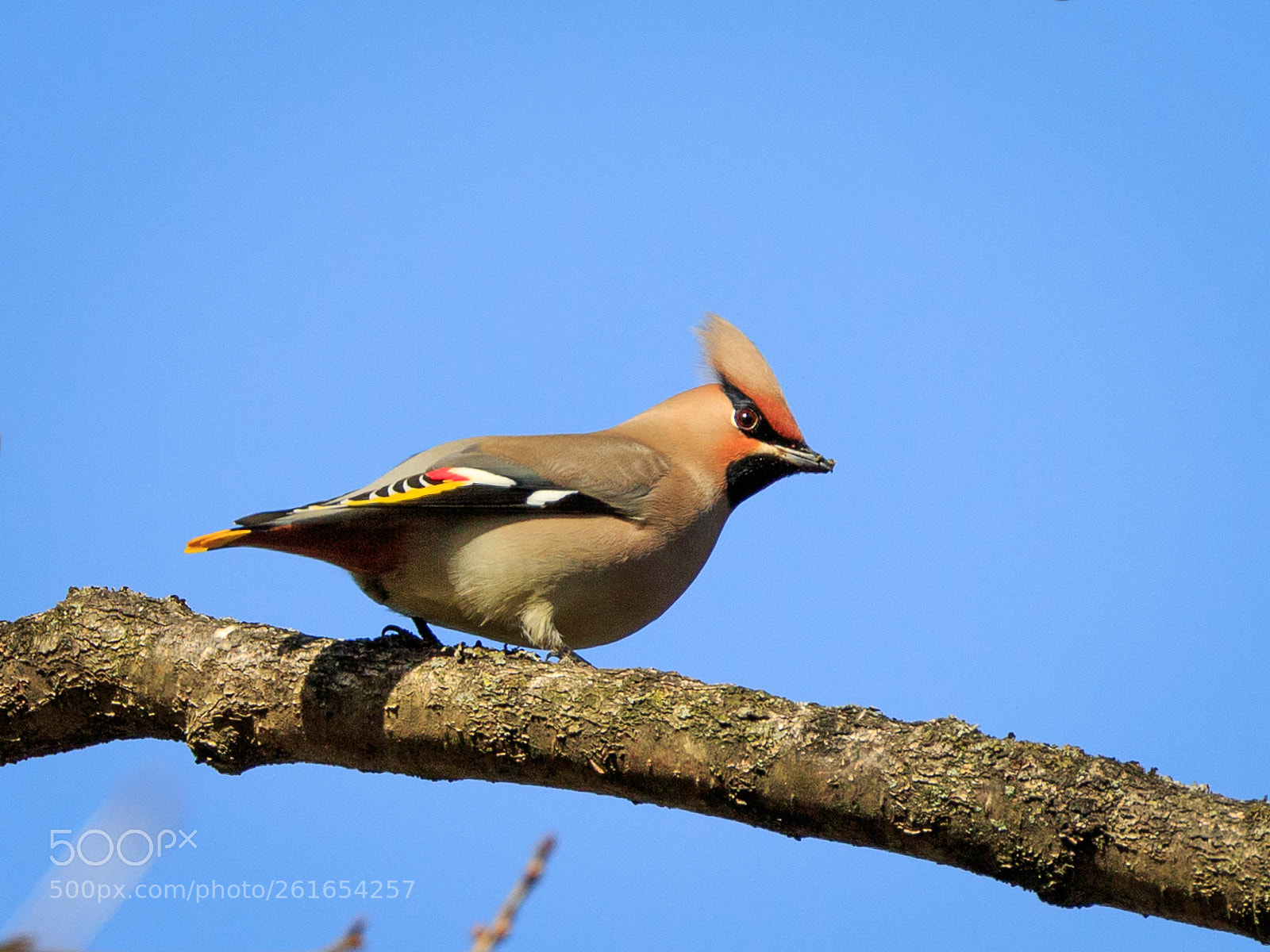 Canon EOS 7D Mark II sample photo. Waxwing photography